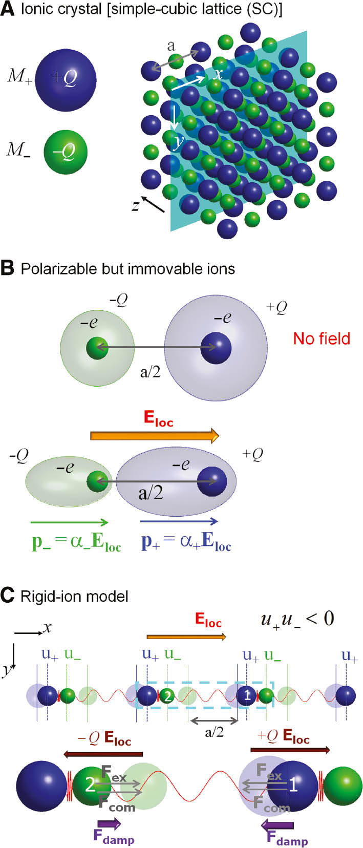 Figure 4: The ionic lattice and its response under the local electric field in the immovable-ion and rigid-ion models.(A) A simple cubic ionic lattice of lattice constant, a, comprising positive ions of mass M+ and charge +Q and negative ions of mass M− and charge –Q. (B) Dipole moment contributions, p+ and p− of each of the deformable ion types assuming they are immovable. The displaced electron clouds around the ionic cores under the influence of the local electric field Eloc are shown. (C) The ions moving as rigid, non-deformable ions, under the influence of the local electric field Eloc and elastic restoring forces coming from the extended and compressed “inter-ionic springs”, Fex and Fcom. A diatomic chain of the ions at certain depth, y, of the cubic lattice is depicted, where the positive (negative) ions are displaced from their equilibrium positions by u+ (u−). The equilibrium positions for each ion type are designated with respective faint colored spheres. The bottom panel, is a zoomed depiction of the section within the cyan dashed lines, with the relevant forces in each kind of ions depicted. Damping forces, are also present (designated as Fdamp).