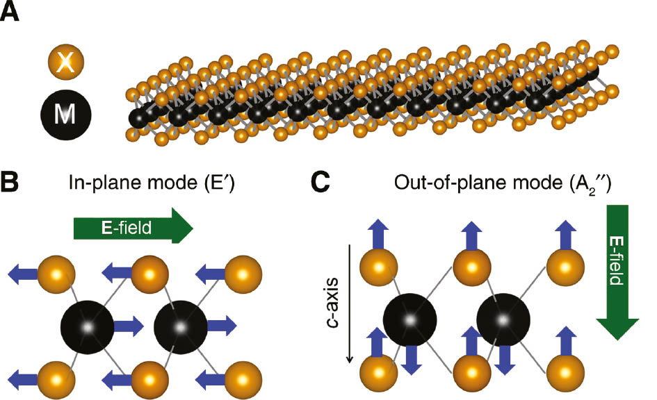 Figure 10: Structure and IR active phonons of TMDs.(A) A monolayer TMD in hexagonal (trigonal prismatic) arrangement (1H-phase). M denotes the transition metal atoms and X the chalcogenide atoms. (B) [(C)] Side view of the monolayer TMD indicating the phonon vibrations induced by an electric field ⊥ [||] to the c-axis, i.e. the in-plane (out-of-plane) IR-active phonon modes (E′) [(A″2)].$[({{\rm{A''}}_2})].$