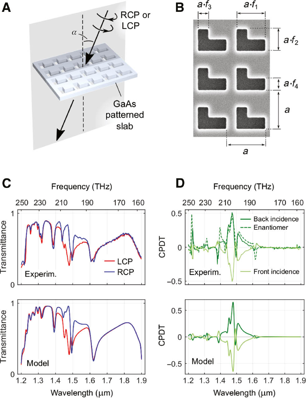 Figure 1: (A) Schematic representation of the metasurface and the optical measurement. RCP and LCP indicates right- and left-circularly polarized light, respectively. (B) Scanning electron micrograph of the metasurface with its geometrical parameters. (C) Polarization-resolved transmittance spectra, both from the experiment and the numerical modeling. (D) Circular polarization differential transmittance CPDT (i.e. difference between LCP and RCP transmittances) measured on the metasurface represented in (B) from both front and back side, and from the front side of a metasurface having the enantiomeric pattern (see text for details).Data in panels (C) and (D) are obtained at α=0.