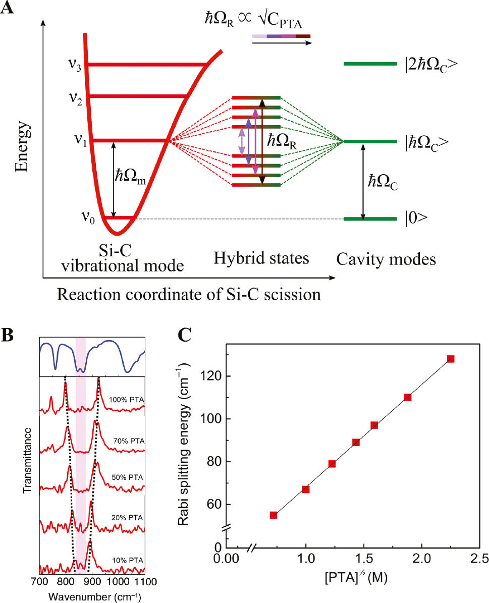 Figure 1: Formation of polaritonic states and VSC of Si–C stretching modes of PTA.(A) Schematic illustration of the formation of polaritonic states P+ and P− and the modulation of Rabi splitting energy as the concentration of PTA (CPTA) is varied. (B) FT-IR transmission spectra showing the vibrational modes of PTA in methanol (blue curve) and the Rabi splitting corresponding to the VSC of the Si–C stretching modes as a function of CPTA. The shaded region shows the width of the Si–C stretching vibration, and the dotted lines are guide to the eyes. (C) The plot showing the linear dependence of Rabi splitting energy on the square root of CPTA.