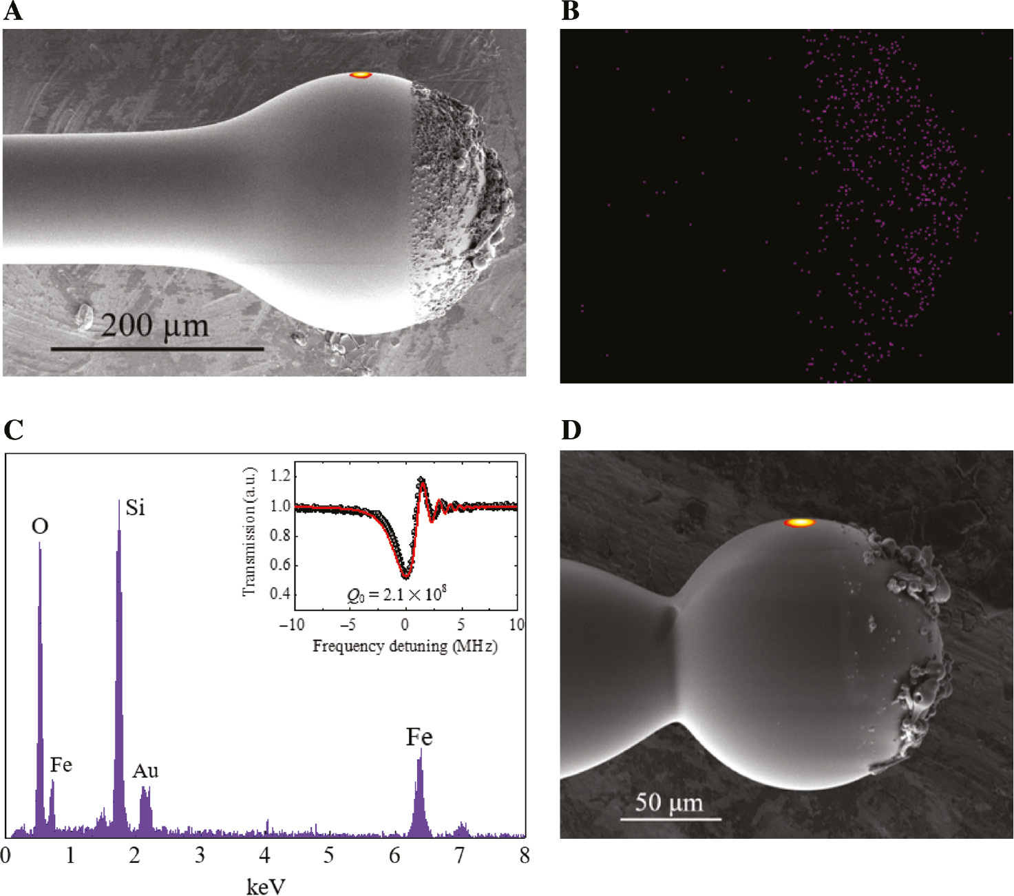 Figure 2: Characterization of the functionalized microsphere resonators.(A) Scanning electron microscopic (SEM) image of the functionalized silica microsphere resonator with a diameter of about 248 μm. (B) Ferrum distribution on the end surface of the functionalized microsphere. (C) Measured energy dispersive X-ray spectrum of the coating area. The inset is the measured transmission spectrum. The red line is the theoretical fitting curve. (D) SEM image of the functionalized microsphere resonator with a diameter of about 139 μm.