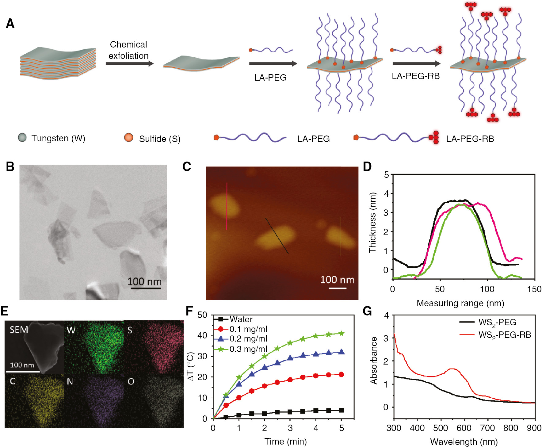 Figure 1: Synthesis and characterization of WS2-based NSs.(A) Schematic diagram of the synthesis of WS2-based NSs. (B) TEM images of WS2-PEG NSs. (C) AFM images of WS2-PEG NSs. (D) Thickness of WS2-PEG NSs. (E) STEM-EDC mapping of WS2-PEG NSs. (F) Photothermal heating curves of the WS2-PEG solution at different concentrations (0.1, 0.2, and 0.3 mg ml−1) and water under NIR irradiation (808 nm, 0.5 W cm−2). (G) Absorbance spectra of WS2-PEG and WS2-PEG-RB NSs.