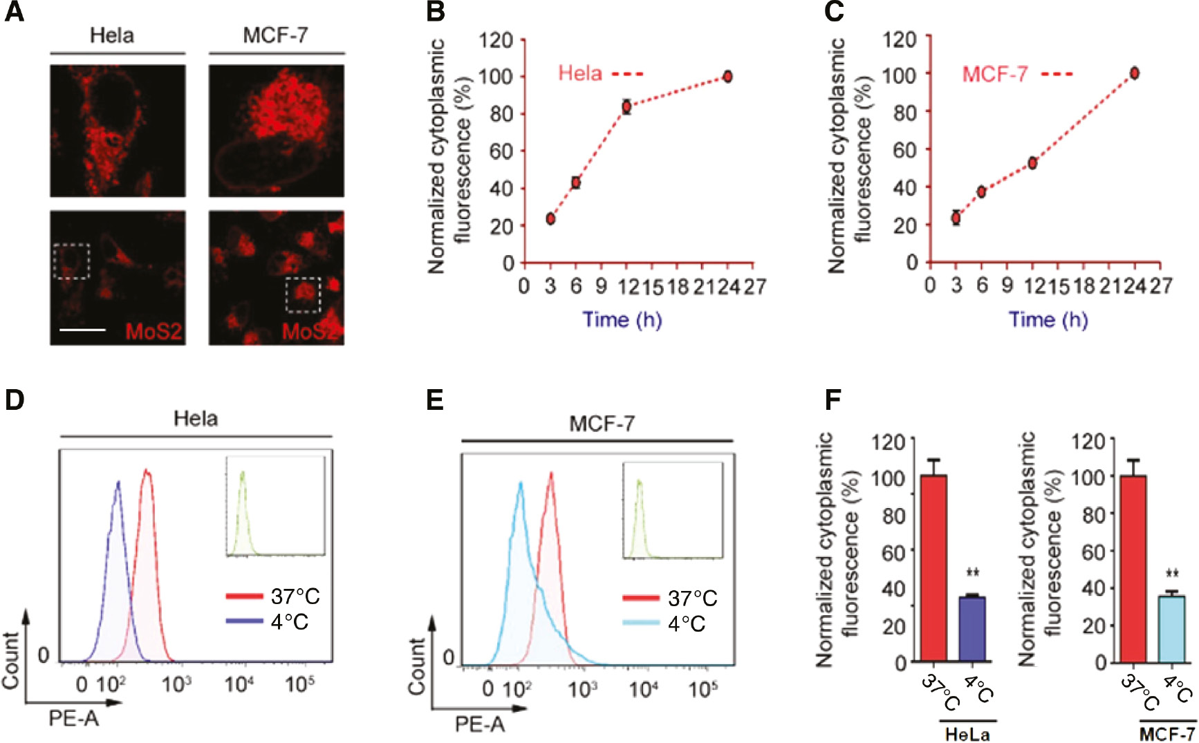 Figure 2: Effect of temperature on the internalization of WS2-based NSs.(A) The ingested fluorescence of WS2-based NSs was monitored by CLSM after 2-h incubation. The enlarged images are shown in the top row. Scale bars: 10 μm. The dynamic internalization of fluorescent WS2-NSs was monitored by flow cytometer and quantified in (B) HeLa cells and (C) MCF-7 cells. Effect of temperature (37 and 4°C) on WS2-based NSs’ uptake was measured by flow cytometer after 2 h incubation in (D) HeLa cells and (E) MCF-7 cells. (F) The cytoplasmic fluorescence was statistically analyzed. Scale bars: 10 μm.