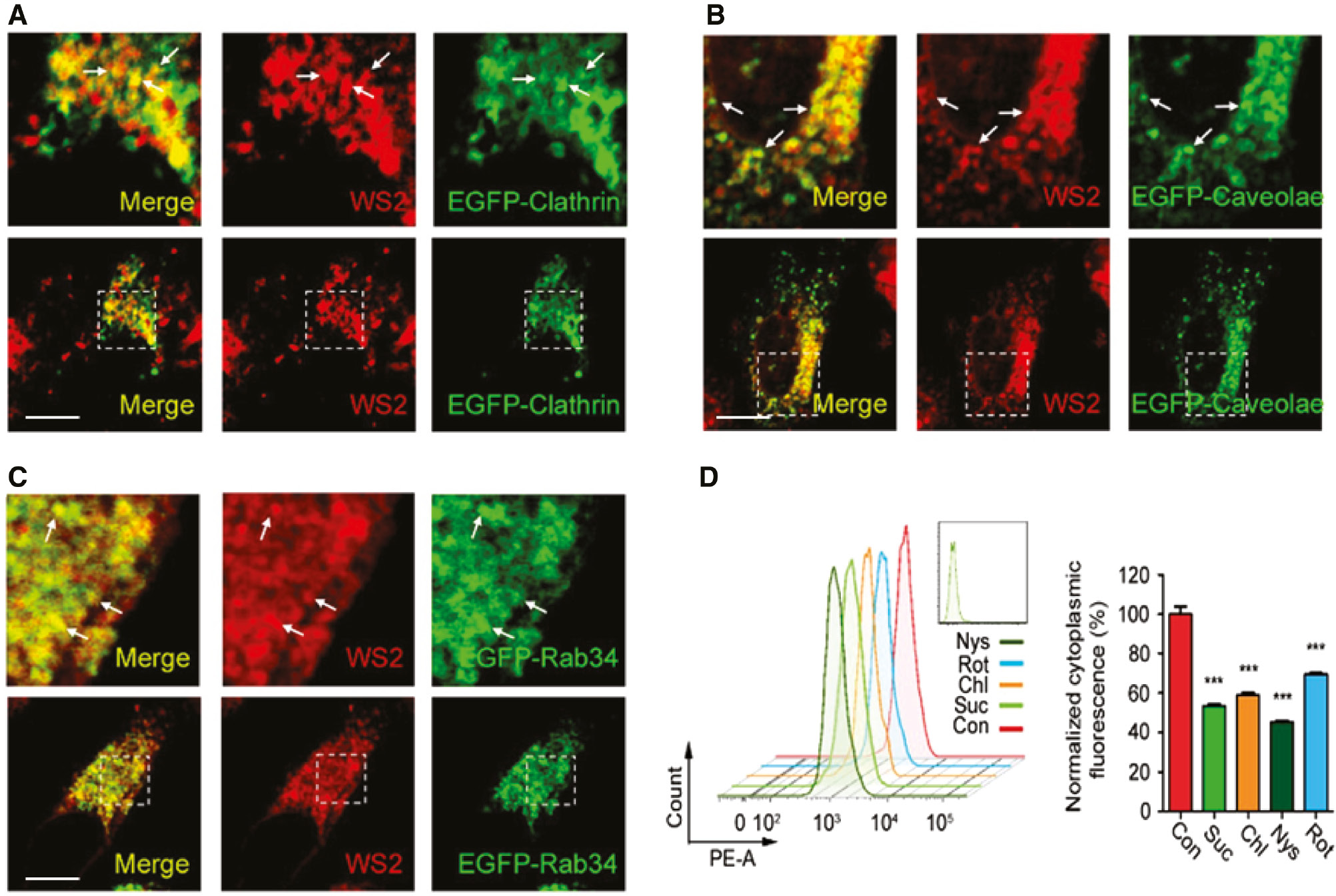 Figure 3: Endocytosis pathways of WS2-based NSs.(A) HeLa cells were transfected with EGFP-clathrin plasmid, and then the cells were incubated with WS2-PEG/RB NSs for 2 h. The co-localization was determined by CLSM. (B) HeLa cells were transfected with EGFP-caveolae plasmid, and then the cells were incubated with WS2-PEG/RB NSs for 2 h. The co-localization was determined by CLSM. (C) HeLa cells were transfected with EGFP-Rad34 plasmid, and then the cells were incubated with WS2-PEG/RB NSs for 2 h. The co-localization was determined by CLSM. (D) HeLa cells were first treated with different inhibitors (rottlerin, 2.6 μg ml−1; sucrose, 100 mg ml−1; chlorpromazine, 8 μg ml−1; nyatatin, 100 μg ml−1) for 2 h. Then the cells were incubated with WS2-PEG/RB NSs for another 3 h. The cytoplasmic fluorescence was determined by flow cytometer. Scale bars: 10 μm.
