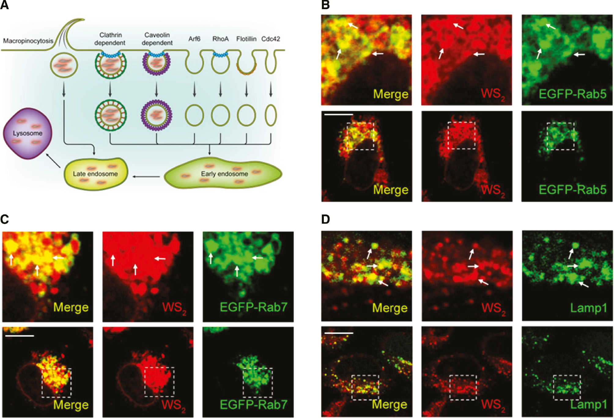 Figure 4: Accumulation of WS2 NSs in lysosome.Schematic diagram of internalization pathways of WS2 NSs in (A) HeLa cells. (B) HeLa cells were transfected with EGFP-Rab5 plasmid, and then the cells were incubated with WS2-PEG/RB NSs for 2 h. The co-localization was determined by CLSM. (C) HeLa cells were transfected with EGFP- Rad7 plasmid, and then the cells were incubated with WS2-PEG/RB NSs for 2 h. The co-localization was determined by CLSM. (D) HeLa cells were first incubated with WS2-PEG/RB NSs for 2 h, and then the immunofluorescence experiment was carried out to examine the co-localization between lysosome and WS2-PEG/RB NSs. The antibody targeting Lamp1 was used to identify lysosome. Scale bars: 10 μm.