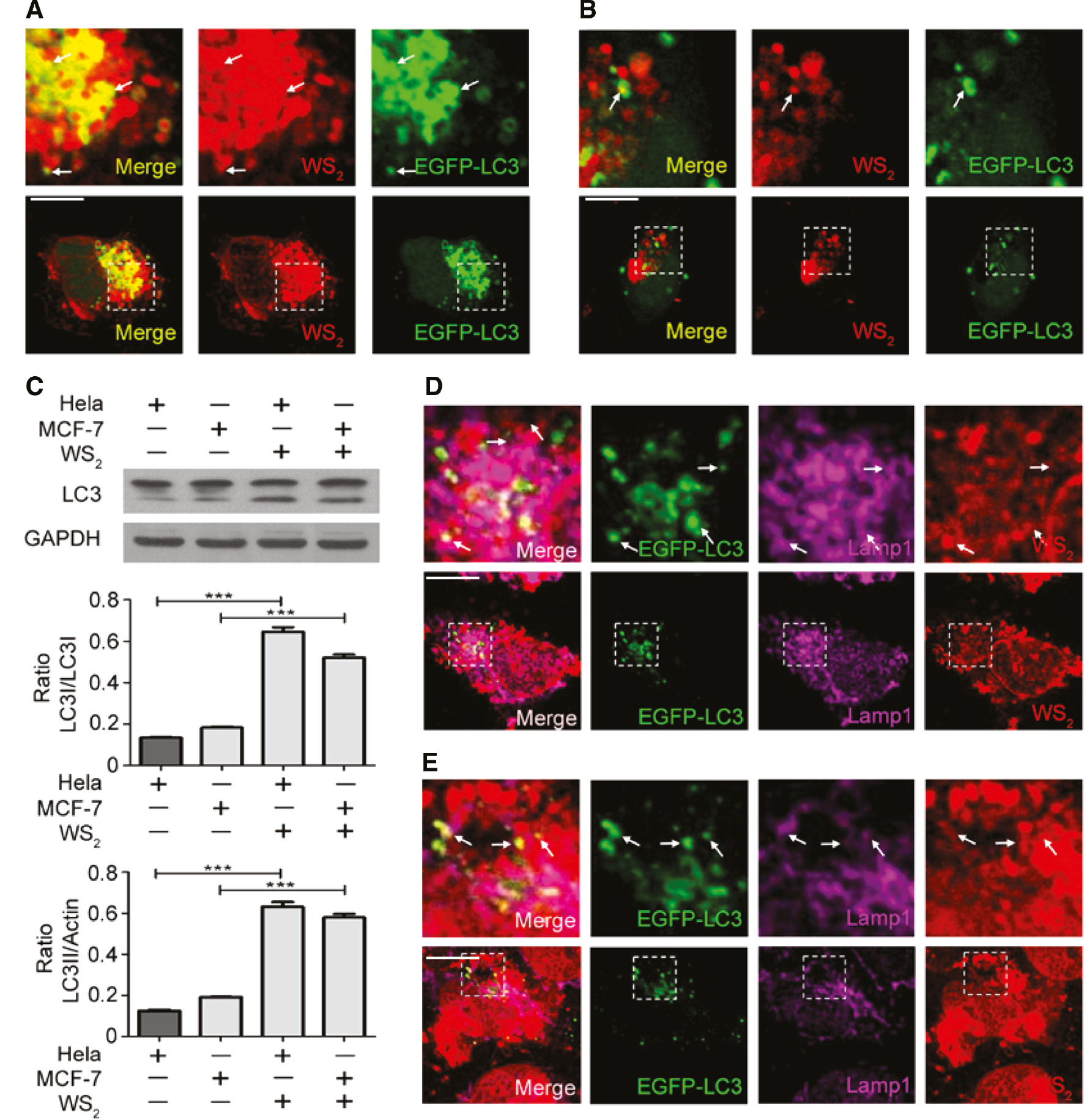 Figure 5: Autophagy contributes to WS2 NS accumulation in the lysosome. The co-localization was determined by CLSM images (scale bar, 10 μm).(A) HeLa cells or (B) MCF-7 cells were transfected with EGFP-LC3 plasmid, and then cultured with WS2-PEG-RB NSs (20 h). (C) HeLa cells or MCF-7 cells were treated with NSs for 20 h. Then, the protein was collected from cells, and the protein levels of LC3 were examined by WB. The quantification of the blot was tested by the software Image J. (D) HeLa cells or (E) MCF-7 cells were first transfected with EGFP-LC3 plasmid, and then cultured with WS2-PEG-RB NSs. Twenty hours later, the immunofluorescence assays were conducted to examine the co-localization between lysosome, autophagosome, and WS2-PEG-RB NSs. The antibody targeting Lamp1 was used to identify lysosome.