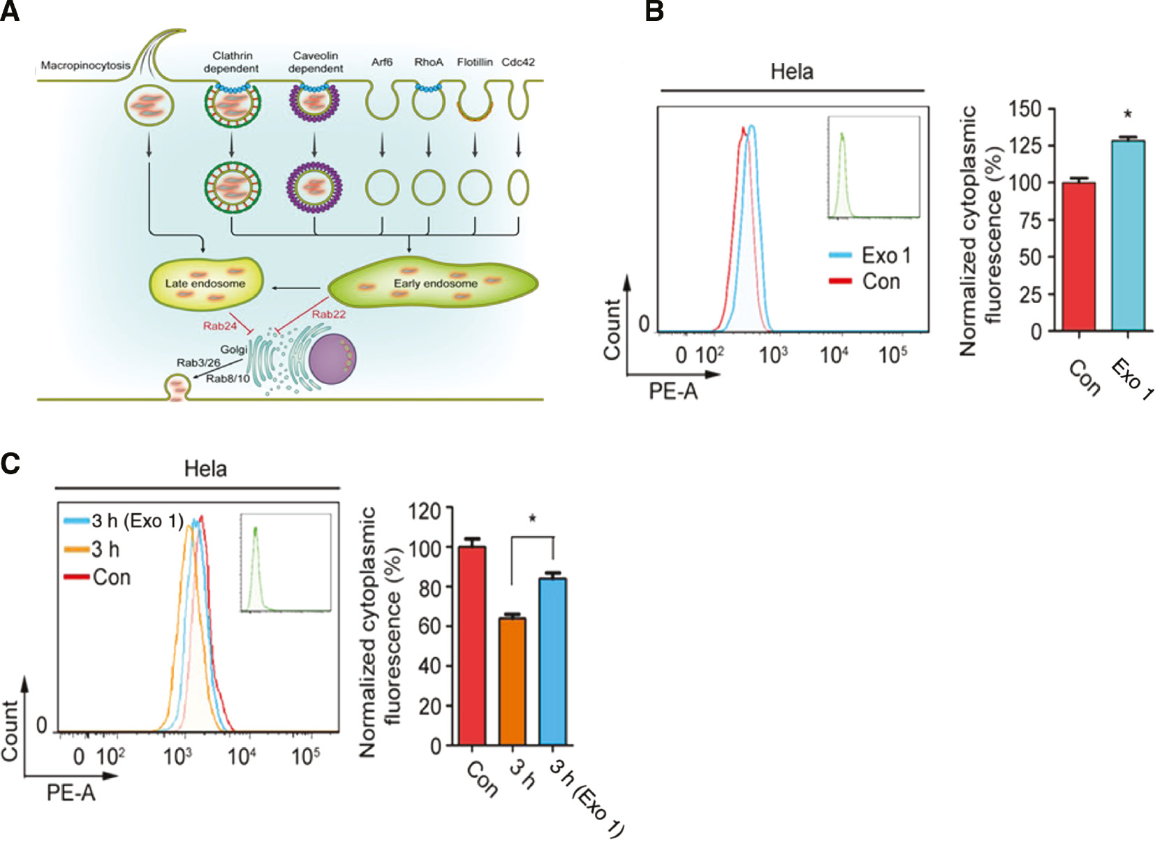 Figure 7: Increased accumulation of NSs within cells via exocytosis inhibition.(A) Schematic diagram of intracellular trafficking pathways of WS2 NSs in HeLa cells. (B) HeLa cells were pretreated with the exocytosis inhibitor Exo1 for 2 h, followed by another 3 h of incubation with WS2-PEG/RB NSs. Then flow cytometry was used to quantify cytoplasmic fluorescence. (C) HeLa cells were first incubated with WS2-PEG/RB NSs for 3 h, followed by another 2 h of Exo1 treatment. Then the medium was refreshed and the cells were kept in the culture for another 3 h. Flow cytometry was used to quantify cytoplasmic fluorescence.