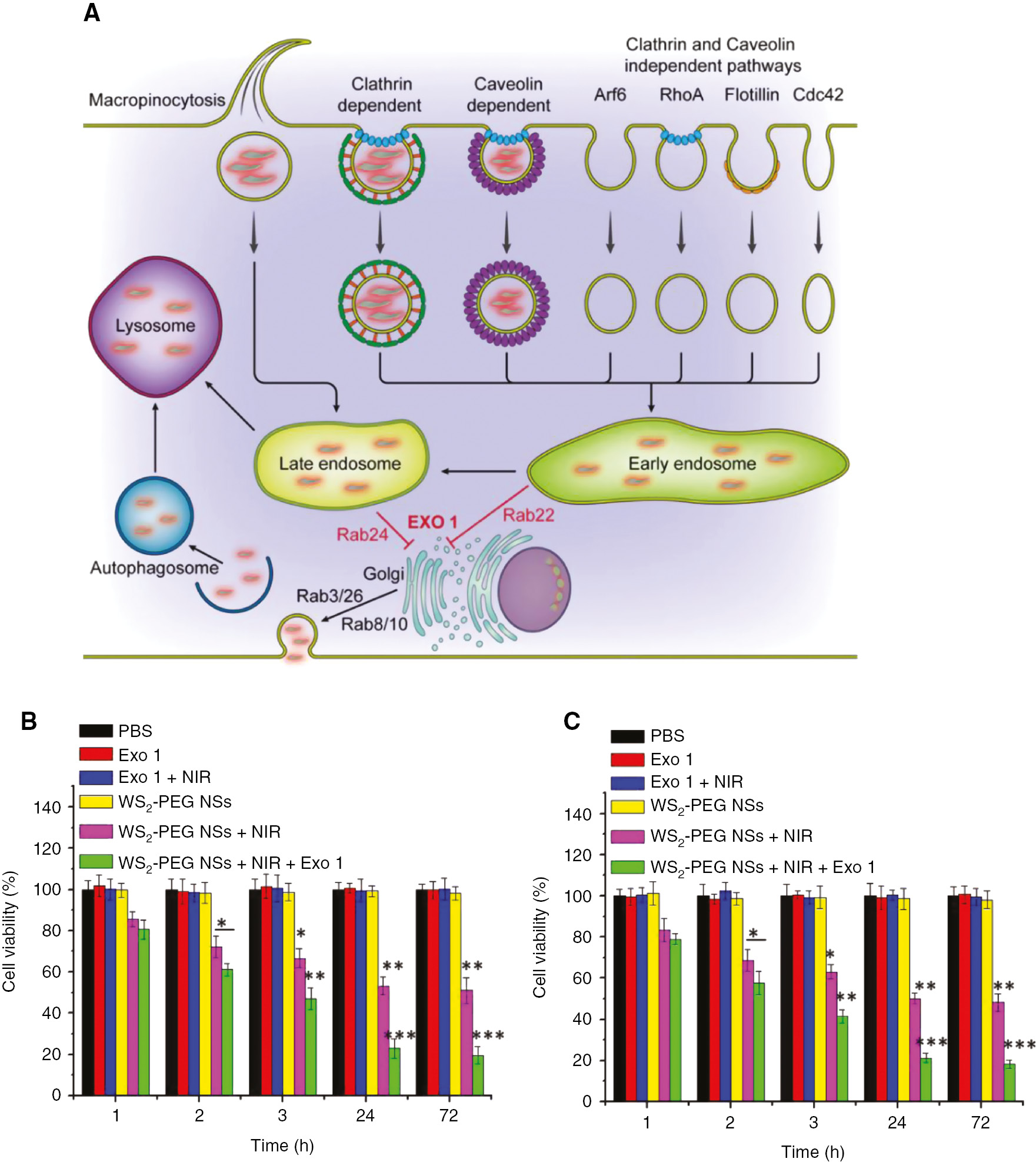 Figure 8: (A) Summary of the intracellular fate of WS2 NSs. Cell viability of (B) HeLa cells or (C) MCF-7 cells after the following treatments at different time points: (1) PBS, (2) Exo1, (3) Exo1+NIR, (4) WS2-PEG NSs, (5) WS2-PEG NSs+NIR, (6) WS2-PEG NSs+Exo1+NIR.The concentration of WS2 was 100 μg ml−1, while that of Exo1 was 50 μg ml−1. NIR irradiation was conducted at the power density of 0.5 W cm−2 (5 min). MTT assay was used to determine the cell viability.