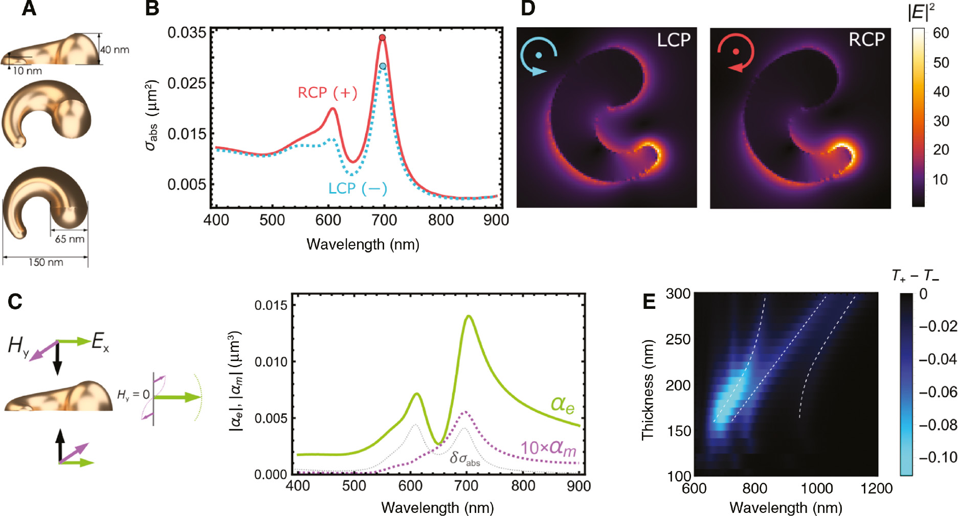 Figure 4: FDTD simulations of the chiral nanocrescent.(A) Side, tilted, and top views of the Au nanocrescent model used in FDTD simulations rendered with the use of 3D software. (B) Simulated absorption cross-section spectra of a single Au nanocrescent in vacuum illuminated by a right- and left-circularly polarized plane wave from top. (C) Multipole decomposition of a single Au nanocrescent in vacuum placed in an electric field anti-node of a standing wave with x–polarized electric field (see inset). Solid curves depict the x–components of induced electric and magnetic dipoles, converted to electric and magneto-electric polarizability units (μm3) for convenient normalization; dashed curve shows the differential absorption cross-section σabsRCP−σabsLCP.$\sigma _{{\rm{abs}}}^{{\rm{RCP}}} - \sigma _{{\rm{abs}}}^{{\rm{LCP}}}.$ (D) Simulated electric field intensity distributions excited by two circular polarizations in the horizontal plane at the base of a single Au nanocrescents in air. (E) Map of the simulated CD spectra of the coupled plasmon-cavity system versus the cavity thickness at normal incidence for a square nanocrescent array with 300 nm period placed in the middle of the PMMA-filled cavity. The dashed lines are guides for the eye.