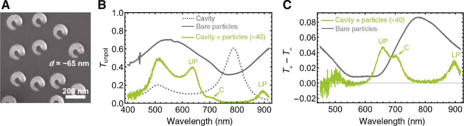 Figure 6: Experiments with chiral hybrid cavity-plasmon system.(A) SEM image of chiral Au nanocrescents on glass substrate with ~65 nm head diameter, assumed for FDTD simulations. (B) Unpolarized (T++T−)/2$({T_ + } + {T_ - })/2$ transmission spectra of bare chiral nanocrescents on glass substrate, bare Fabry-Pérot cavity, and that of the coupled cavity-plasmon system. UP and LP label the position of upper and lower cavity-plasmon polaritons, whereas C labels the middle “uncoupled” peak due to in-plane anisotropy of the particles. (C) CD spectra of the same two systems, showing emerging mode splitting in CD of the coupled plasmon-cavity structure.