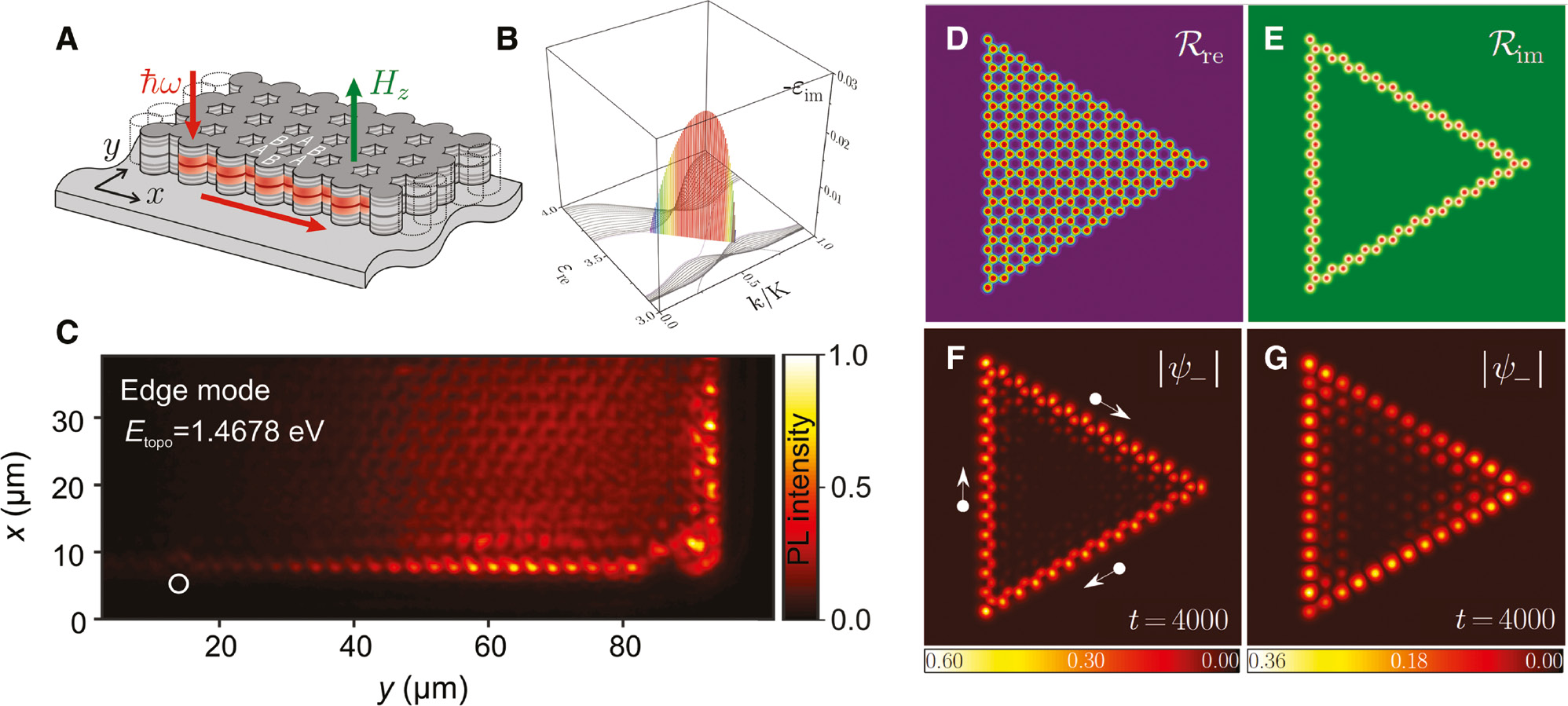 Figure 7: 2D topological polariton lasers.(A) Scheme of polariton micropillars arranged in hexagonal shape under external magnetic field. (B) Real and imaginary part of eigenmodes for a hexagonal structure with finite-y and infinite-x size. Color bar shows that the edge mode experience amplification where −ϵεεim>0. All −εim<0 is set to zero in the plot. (C) Exciton-polariton topological edge state observed in photoluminescence experiment in the lasing regime. (D, E) Real and imaginary part of the photonic potential for a triangular-shaped lattice with the gain confined at the boundary. (F) Calculated unidirectional edge mode lasing profile under external magnetic field in the steady-state with arrows indicating the current direction. (G) Simulation of lasing from a trivial bandgap structure (zero spin-orbit coupling) where only sites in one sublattice emit ((A) Replicated from Ref. [76], (C) replicated from Ref. [32], and (B, D–G) from Ref. [77]).