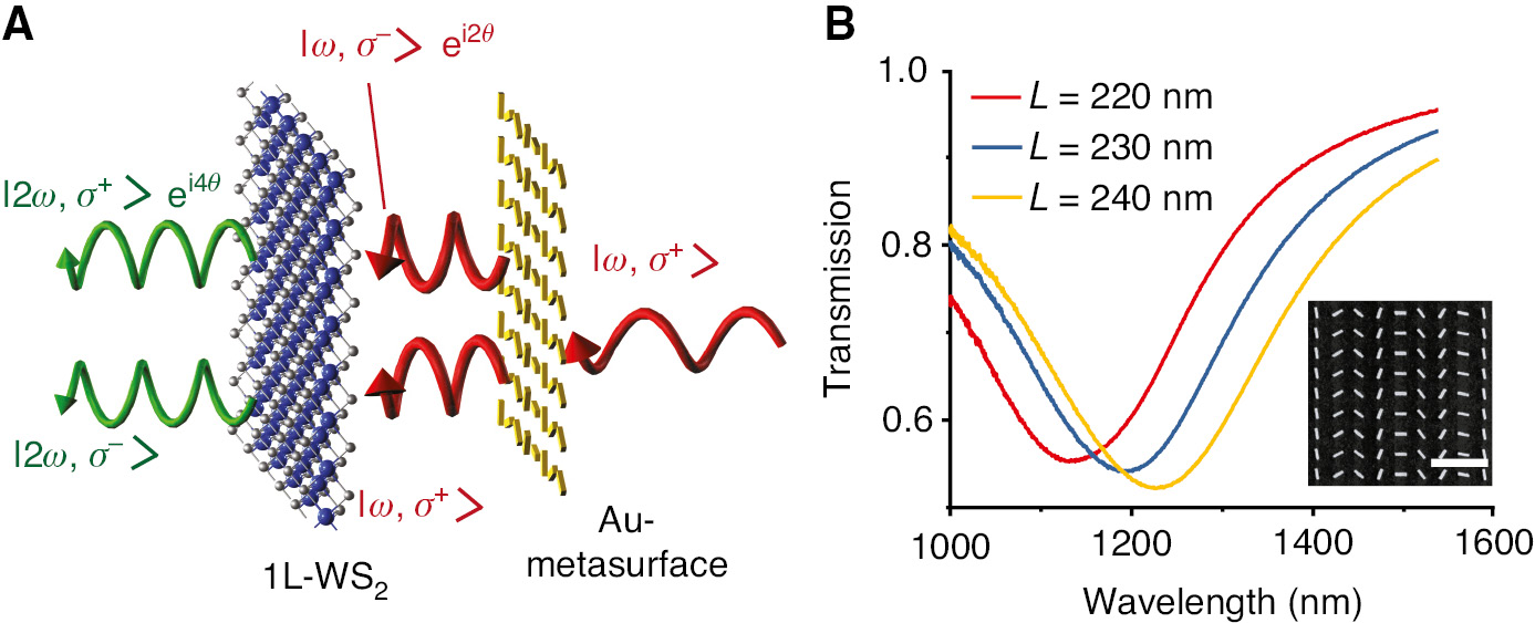 Figure 1: Hybrid metasurface for nonlinear frequency conversion.(A) Schematic illustration of the hybrid metasurface consisting of plasmonic Au nanorods that are placed directly on top of monolayer WS2. An incident laser beam with a frequency ω and right circular polarization σ+ (RCP) interacts with the metasurface. The scattered field by the nanorods can be decomposed into the superposition of both circular polarization states σ+ (RCP) and σ− (LCP), which couple to the WS2 and result in a second harmonic generation (SHG). Note that only the σ− state of the scattered fundamental light by the nanorods carries an additional phase of 2θ due to the orientation of the nanorods. After the interaction with the WS2, the phase of the σ+ SHG signal doubles to 4θ. (B) Transmission spectra of hybrid metasurfaces with three different antenna lengths and unpolarized light. The resonance wavelengths of the nanoantennas can be tuned to match the resonance wavelength of the two-photon absorption process of 1L-WS2 at 1240 nm by optimizing the antenna length. The inset shows a scanning electron microscopy (SEM) image of the Au-metasurface with antenna lengths of 220 nm (scale bar equals 1 μm).