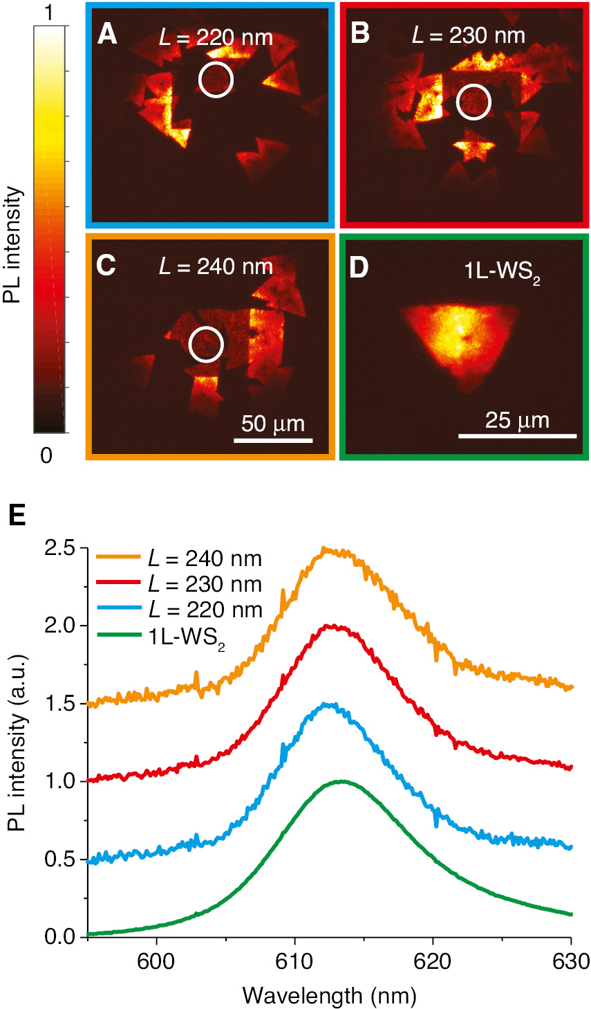 Figure 2: Photoluminescence measurements for excitation at 532 nm wavelength.(A–C) Photoluminescence (PL) images of the areas around three different hybrid metasurfaces with different antenna lengths L=220–240 nm. The white circles indicate the area, where the corresponding PL spectra are taken. The WS2 flakes are clearly visible. The higher PL intensities close to the center of the image result from the excitation with an enlarged Gaussian beam shape (diameter ~50 μm) at 532 nm. (D) PL image of a single 1L-WS2 flake without plasmonic nanorod antennas on top for comparison. (E) Corresponding PL spectra showing a clear peak at 614 nm. The spectra are shifted upward by 0.5 for better visibility.