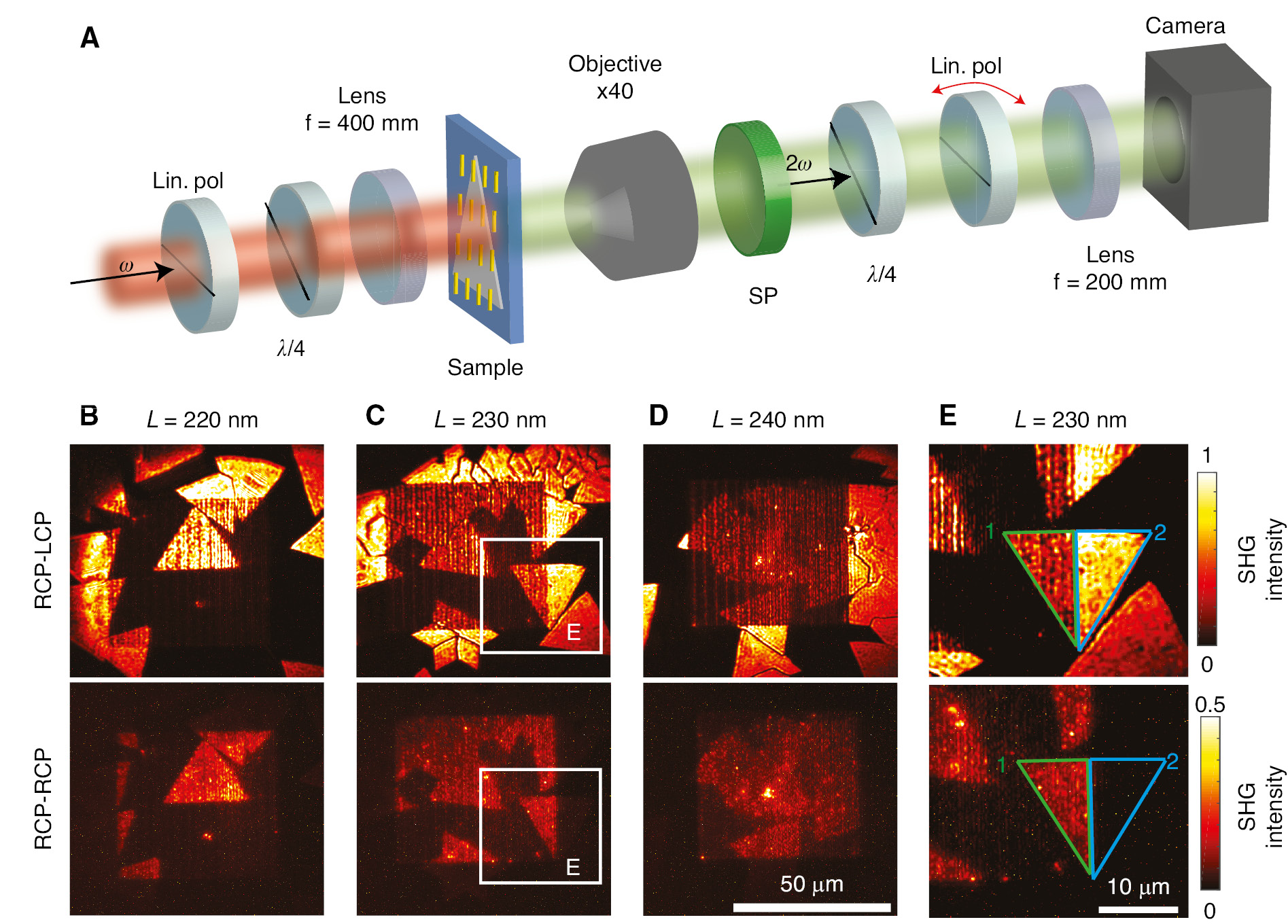 Figure 3: Nonlinear optical measurement for the hybrid metasurfaces.(A) Measurement setup for the spatially resolved SHG signal including polarization optics (analyzer). The fundamental laser beam is weakly focused on the sample and the polarization state is set by the linear polarizer and a quarter-wave plate. (B–D) SHG images of three different metasurfaces with antenna lengths of L=220–240 nm measured for the cross-polarization state σ− (LCP) (top row) and in co-polarization state σ+ (RCP) (bottom row). The SHG signal of the surrounding 1L-WS2 nearly vanishes in the co-polarization state σ+ because of the selection rules for the SHG process. (E) Close-up of the marked area (white box) in (C) showing the edge of the metasurface passing through a 1L-WS2 flake. The area 1 (marked in green) points out an area covered with Au nanoantennas while the area 2 (marked in blue) points out the same flake that is not covered with Au nanoantennas. The SHG signal in the blue marked area 2 vanishes for measurement in the co-polarization state.