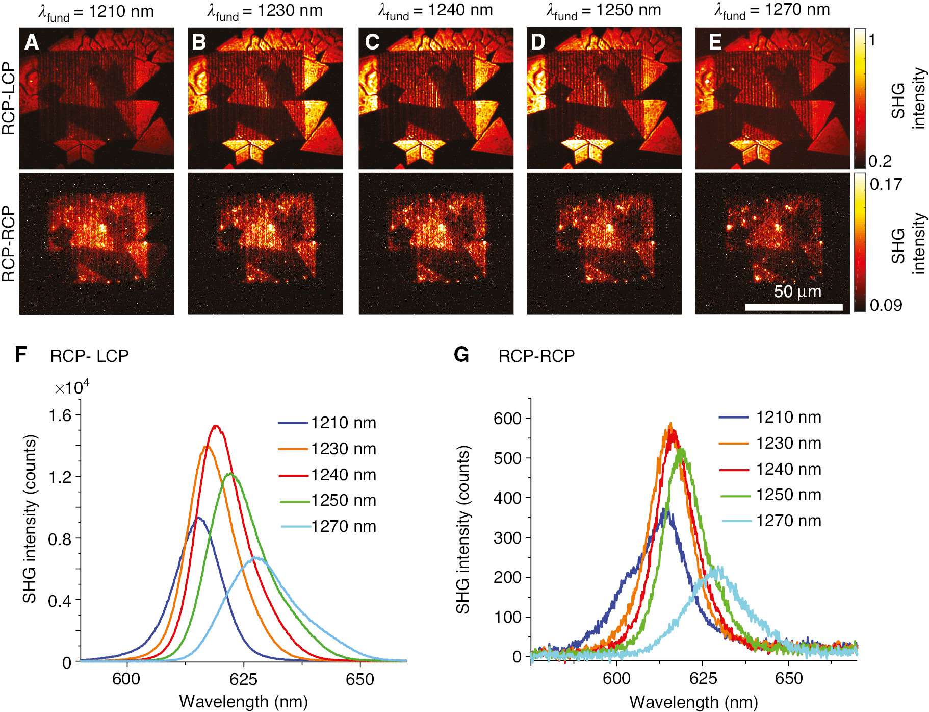 Figure 4: Wavelength dependence of the hybrid metasurface.(A–E) Wavelength-dependent measurement in the range of λfund=1210–1270 nm measured in the cross-polarization state σ− (RCP-LCP) and the co-polarization state σ+ (RCP-RCP). (F) Obtained SHG of the hybrid metasurfaces spectra measured in the cross-polarization state σ−. The strongest SHG is observed for a fundamental wavelength of 1240 nm. (G) Obtained spectra measured of the hybrid metasurfaces in the co-polarization state σ+. The curves show nearly the same wavelength dependence as for the cross-polarization state in (G) despite the lower intensity.