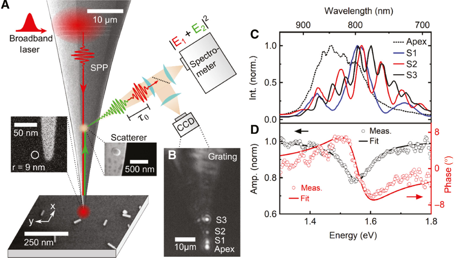 Figure 1: Plasmonic nanofocusing spectral interferometry (PNSI) of individual gold nanorods.(A) Broadband laser radiation is grating-coupled to SPPs on the shaft of a conical gold taper. The SPPs are nanofocused to a 10-nm-sized light source at its apex (left inset), locally exciting individual gold nanorods. The field emitted by the nanorod couples back to the apex, launching a secondary, backpropagating SPP field (green arrow). Protrusions of ~100 nm size on the shaft (right inset) scatter both the incident SPP field E1 and the time-delayed backpropagating field E2 into the far field, generating a spectral interferogram (SI) on the detector. (B) Side view of the gold taper showing light scattering from the apex and three additional scatterers (S1–S3). (C) SIs recorded by selectively collecting the light scattered from S1, S2, and S3, together with the apex spectrum (dashed line). The spectra from the scatterers show a pronounced spectral modulation with a fringe spacing that decreases with the apex-scatterer distance, i.e. with increasing time delay τ0 between E1 and E2. (D) Amplitude (black open symbols) and phase spectrum (red open symbols) of a gold nanorod reconstructed from the SI. The longitudinal surface plasmon resonance at 1.56 eV is shown, together with fits to a Lorentzian line shape function (solid lines).