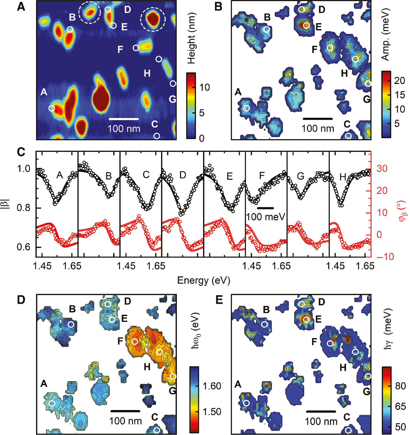 Figure 3: Spatial parameter maps of PNSI spectra of an ensemble of gold nanoparticles.(A) Topography image of the sample showing rod- and sphere-shaped nanoparticles of different sizes. The color scale is leveled off at a height of 13 nm. Capital letters mark the positions of the reconstructed spectra shown in (C), where the experimental data are shown as open circles and fits of the LSP resonance of the nanoparticles to a Lorentzian oscillator model as solid lines. (B, D, E) Parameter maps of the normalized amplitude (B), resonance energy (D), and linewidth (E) of the LSP resonance extracted from the PNSI spectra. At each 5 nm×5 nm pixel of the scan, a full PNSI is recorded and fitted to a Lorentzian oscillator model. Parameters are given only at positions with sufficient nanoparticle near-field amplitude. An increase in scattering amplitude at the apices of the rod-like particles is the signature of the excitation of the longitudinal LSP mode. An increase in line width γ and a red shift of the resonance energy of the LSP resonance near the rod apices result from multiple scattering of near-field photons between the tip and the sample. The resonance energy of spherical particles [dashed circles in (A)] is blue-shifted out of the detection range.