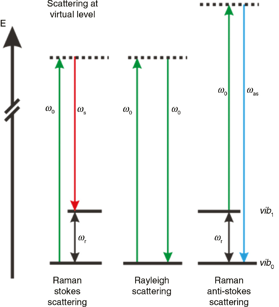 Figure 2: Energy level diagram displaying the principle of the Raman effect: incoming monochromatic light with frequency ω0 is scattered either elastically (Rayleigh; ω0) or inelastically with energy transfer to (Raman Stokes scattering; ωs) or from (Raman anti-Stokes scattering; ωas) the molecule.The scattered photon consequently has a decreased frequency ωs=ω0−ωr or increased frequency ωas=ω0+ωr. ωr is the energy difference between the two vibrational levels vib0 and vib1 and the respective rotational levels. Adapted from Knebl et al. [17], reproduced with the kind permission of Elsevier, Copyright (2018) Elsevier.