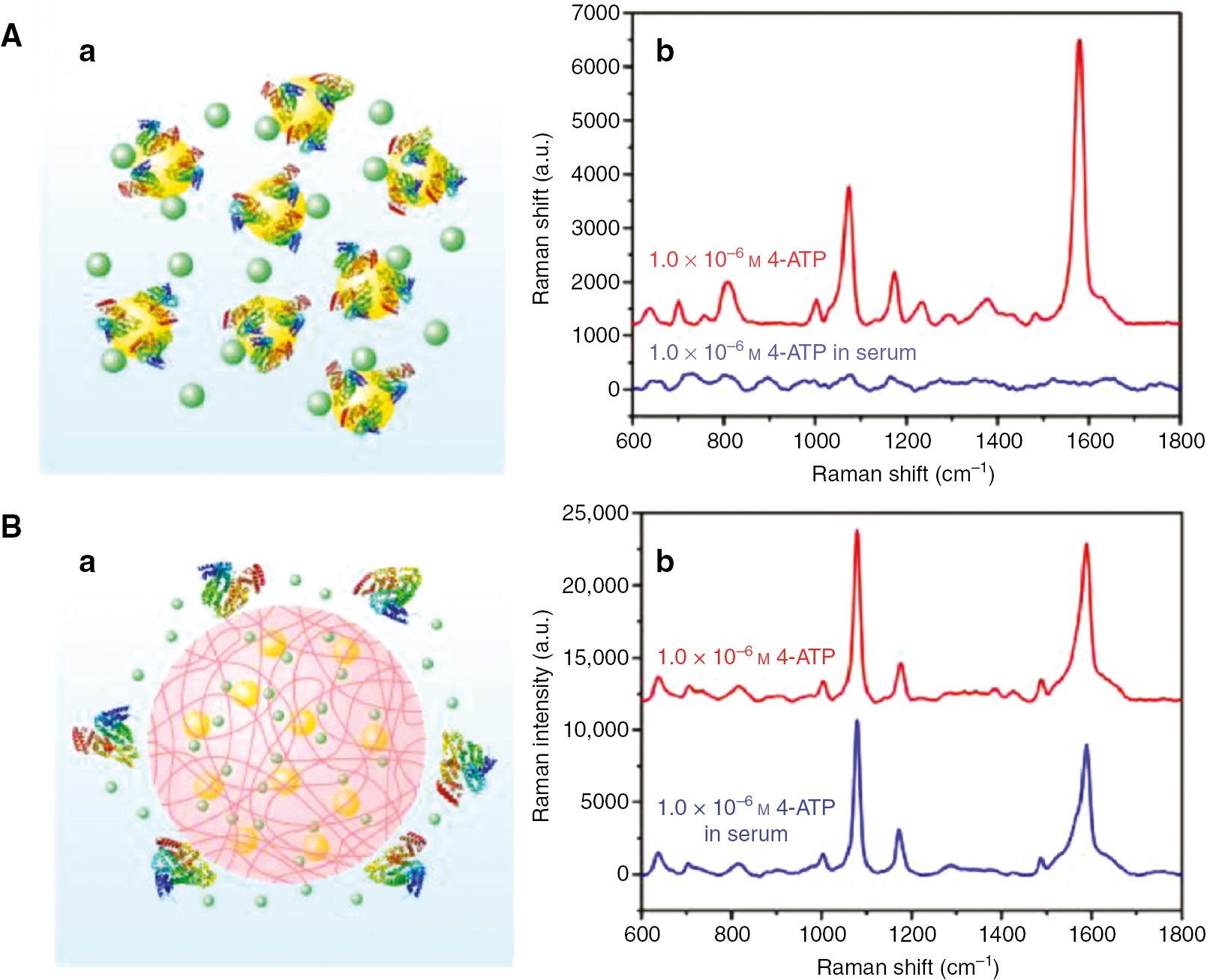Figure 4: Depiction of the protein problem in SERS measurements and possible solutions.(A, a) The nonspecific adsorption of proteins on Au NPs leads to “protein coronas” which block the analyte (e.g. drug) from entering the hot spots close to the NPs surface. (A, b) SERS measurements with colloidal gold: while the spectrum of 1.0×10−6 4-aminothiopheno (4-ATP) in aqueous solution (red) shows pronounced peaks, the spectrum for 1.0×10−6m 4-ATP in serum (blue) has no characteristic features due to the protein problem. (B, a) Semipermeable microparticles prevent the diffusion of proteins but allow the diffusion of small molecules. The hot spots remain accessible, and the protein problem is avoided. (B, b) SERS measurements with colloidal gold within semipermeable microparticles: The spectra of 1.0×10−6m 4-ATP in water and in serum both show strong characteristic features. Adapted from Yue et al. [82], reproduced with the kind permission of Elsevier, Copyright (2018) Elsevier.