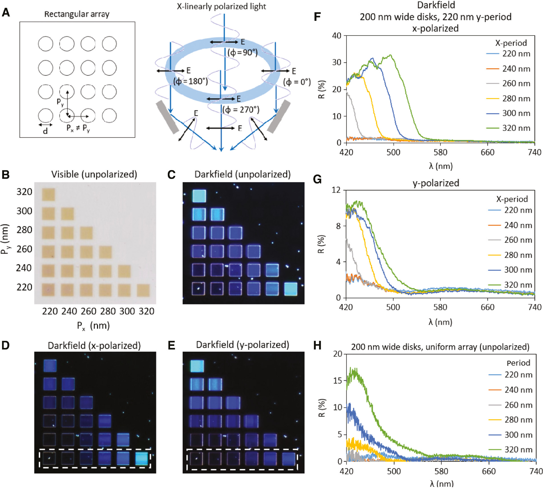 Figure 2: Polarization-dependent colors from rectangular arrays of single Al disks.(A) Structure of rectangular disk array, where the x-period Px and y-period Py have different values. The electric fields for x-linearly polarized light are shown. (B) Unpolarized brightfield, (C) unpolarized, (D) x-polarized, and (E) y-polarized darkfield images of rectangular arrays of 200 nm wide Al disks. Both Px and Py are varied from 220 nm to 320 nm. The x-polarized and y-polarized images are nearly reflections of each other about the diagonal axis. (F) x-polarized and (G) y-polarized darkfield spectra for rectangular arrays of 200 nm wide disks, where Py is kept at 320 nm, while Px is from 220 nm to 320 nm. (H) Darkfield spectra for square arrays of single 200 nm wide disks under unpolarized incident light, where the period is from 220 nm to 320 nm.