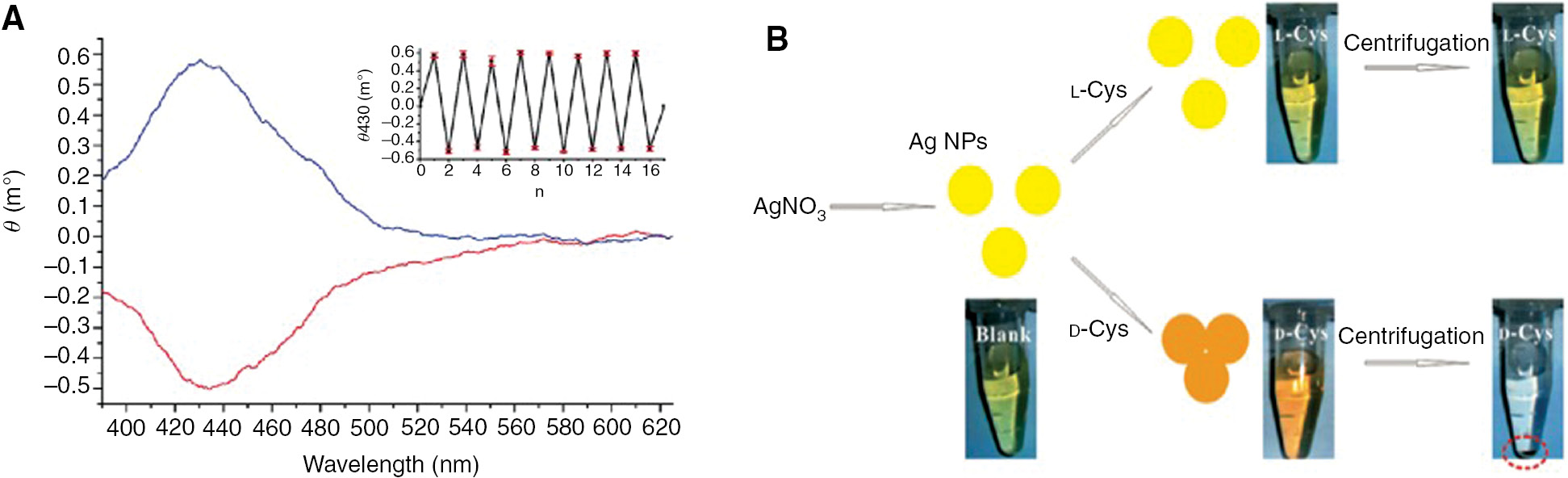 Figure 2: Enantiomeric excess dynamically-induced by CP light irradiation and by colorimetric discrimination using metallic nanoparticles.(A) CD spectra (θ) of a photoswitchable molecule upon irradiation with RCP light (blue) and LCP light (red) at 436 nm. Inset: CD intensity values measured at 430 nm upon alternating RCP and LCP light (n=1–16) and unpolarized light (n=17), with standard error of mean values from three independent experiments (reproduced from Ref. [8]) – Published by The Royal Society of Chemistry. (B) Capped Ag nanoparticles (AgNPs) can be used as enantioseparators and chiral detectors platforms for D- and L-cysteine. The aggregation of AgNPs is selectively induced by an enantiomer of cysteine, which allowed the rapid colorimetric enantiodiscrimination of cysteine and separation by centrifugation. Adapted with permission from Ref. [24]. Copyright 2011 American Chemical Society.