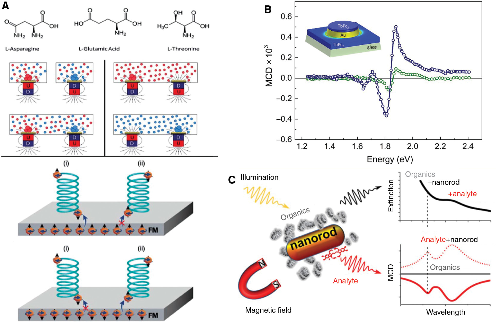 Figure 5: Using magnetic fields for enantiomeric separation, magneto-optical enhancement and sensing.(A) Enantioselective deposition on a Si/Ni/Au ferromagnetic substrate of three different aminoacids. Depending of the orienation of the magnet underneath, it has been observed the chirally-preferential deposition of one handedness over its opposite in racemic mixtures (left inset) and enantiopure solutions (right inset). In the bottom inset, the suggested mechanism for the enantioselective crystallization. Charge polarization occurs when a chiral molecule approaches the ferromagnetic surface, accompanied by spin polarization. If the spins of the ferromagnet are aligned antiparallel to the spin of the chiral molecule, the interaction is stronger, increasing the probability of cristalization. Adapted from [50] – Published by The Royal Society of Chemistry. (B) Molecular part of the MCD spectrum (reported in differential extinction units vs photon energy) of TbPc2@Au corrected for the nanoantenna contribution (blue) and compared with the control MCD spectrum of TbPc2 (green) (inset: schematic representation of the TbPc2 layer on gold nanoantennas overlaid with finite difference time-domain (FDTD) simulations of the electromagnetic near-field). Adapted from [51] by permission of The Royal Society of Chemistry. (C) Schematic of an enhanced magneto-optical activity experiment in the strong coupling regime: the non-magnetic organic analyte (J-aggregates: extinction peak indicated by the black dashed line), binding to a plasmonic nanorod shows sizeable MCD (dashed and full lines in the MCD spectra represent the opposite directions of the magnetic field), while no MCD signal can be detected for the free-standing analyte (gray trace). Source: Ref. [58].