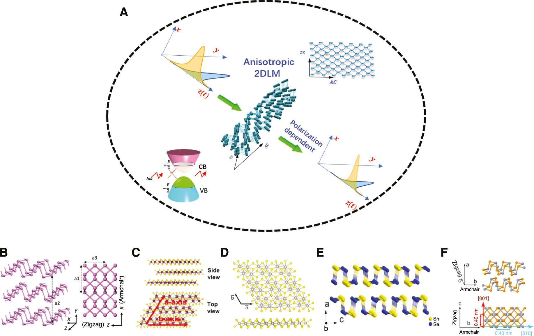 Figure 1: Anisotropic 2DLMs for ultrafast application.(A) Schematic diagram of polarization-dependent pulse shaping by anisotropic 2DLMs. The crystal structure of typical anisotropic 2DLMs. (B) Orthorhombic black phosphorus (BP). Reproduced with permission from Ling et al. [93]. (C) Triclinic ReS2. Reproduced with permission from Meng et al. [94]. (D) Triclinic ReSe2. Reproduced with permission from Echeverry and Gerber [95]. (E) Orthorhombic SnSe. Reproduced with permission from Ye et al. [40]. (F) Orthorhombic SnS. Reproduced with permission from Tian et al. [96].
