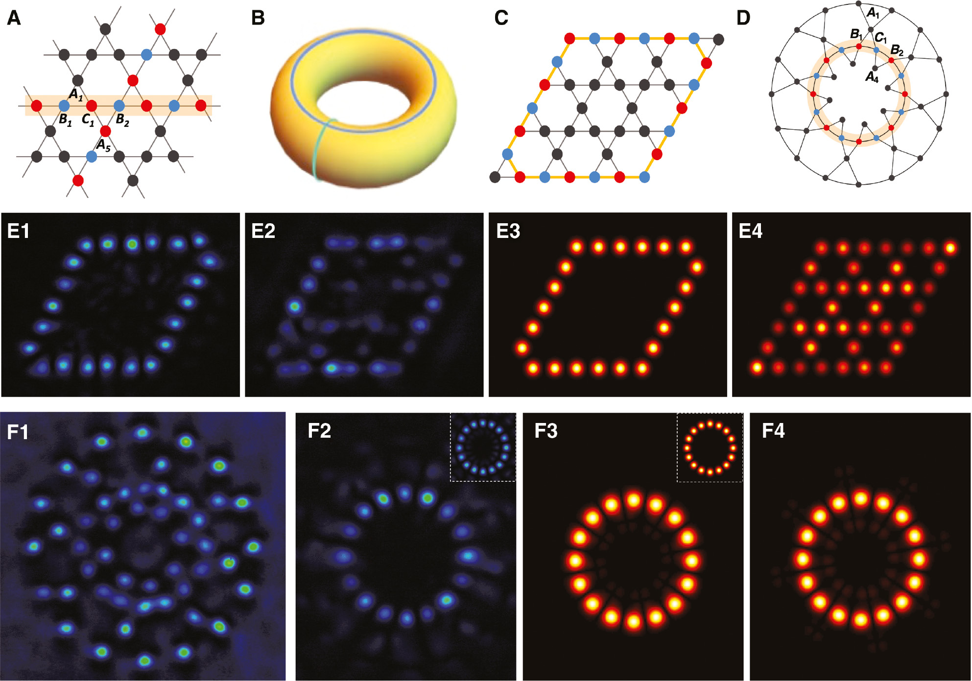 Figure 8: Demonstration of unconventional loop states in a photonic Kagome lattice [86].(A) Illustration of two NLSs in an infinitely extended Kagome lattice. (B) Illustration of two NLSs winding around a torus, mimicking the 2D infinite lattice. (C) An RBM (orange loop) in a finite Kagome lattice with flat cutting edges. (D) Schematic diagram of a Corbino-shaped Kagome lattice, where the NLS is illustrated by the orange circle. In all figures, black sites are of zero amplitude, while the blue and red ones distinguish nonzero sites with opposite phases. (E) From left to right: (E1, E2) Experimental results of the RBM under out-of-phase and in-phase condition; (E3, E4) Simulation result corresponding to (E1, E2) but for a much longer propagation distance (40 mm). (F) Experimental realization of the Corbino-geometry lattice (F1) corresponding to (D), along with demonstration of the NLS in experiment (F2) and simulations after propagation distance of 10 mm (F3) and 40 mm (F4) under out-of-phase excitation condition. Insets are from input ring necklace of the probe beam.