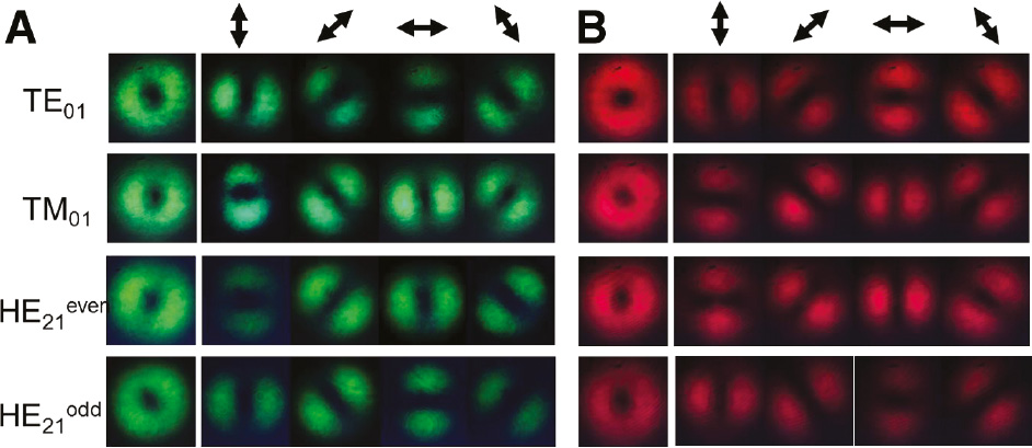 Figure 4: Polarization characteristic of cylindrical vector beams.Near-field intensity distribution of TM01, TE01, HE21even/odd modes generated by all-fiber mode selective couplers at (A) 520 and (B) 638 nm.