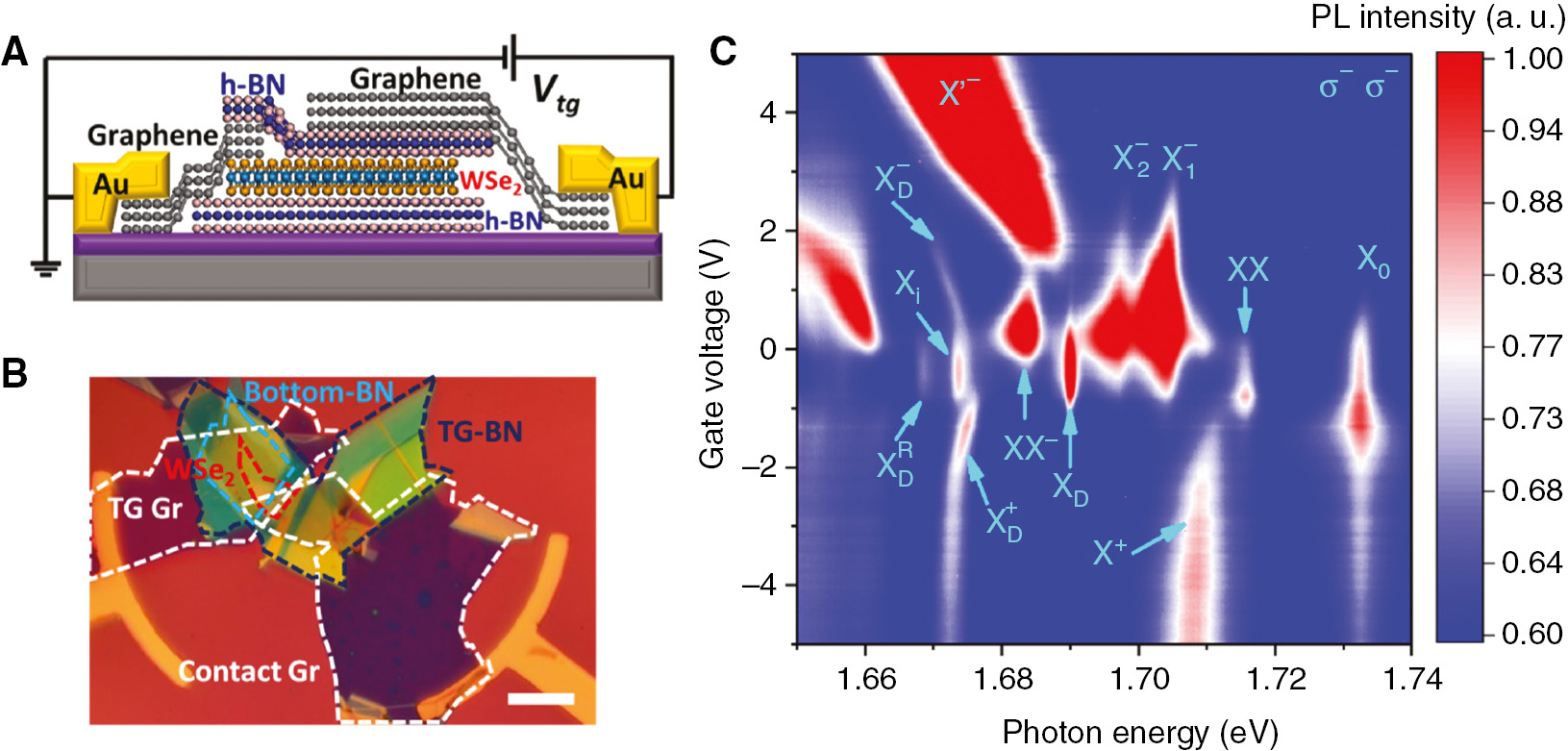 Figure 2: Gate voltage–dependent PL spectra of h-BN sandwiched monolayer WSe2.(A) Schematic representing the h-BN sandwiched monolayer WSe2 device with a top gate. (B) A representative optical image of a top-gated WSe2 device, in which different flakes are highlighted by different-color dashed lines. (C) Electrostatic doping–dependent color plot of the PL spectra of monolayer WSe2 at low temperature (4.2 K). Owing to the efficient gate tunability, besides the bright exciton (X0),$({{\rm{X}}_0}),$ dark exciton (XD),$({{\rm{X}}_{\rm{D}}}),$ positive trion (X+), intervalley trion (X1−),$({\rm{X}}_1^ - ),$ intravalley trion (X2−),$({\rm{X}}_2^ - ),$ and exciton–plasmon (X−′), there are several new emerging excitonic states, including the charge-neutral biexciton (XX) and trion–exciton complexes (XX−), positive dark trion (XD+)$({\rm{X}}_{\rm{D}}^ + )$ and negative dark trion (XD−),$({\rm{X}}_{\rm{D}}^ - ),$ intervalley exciton (Xi), and dark exciton phonon replica (XDR).$({\rm{X}}_{\rm{D}}^{\rm{R}}).$