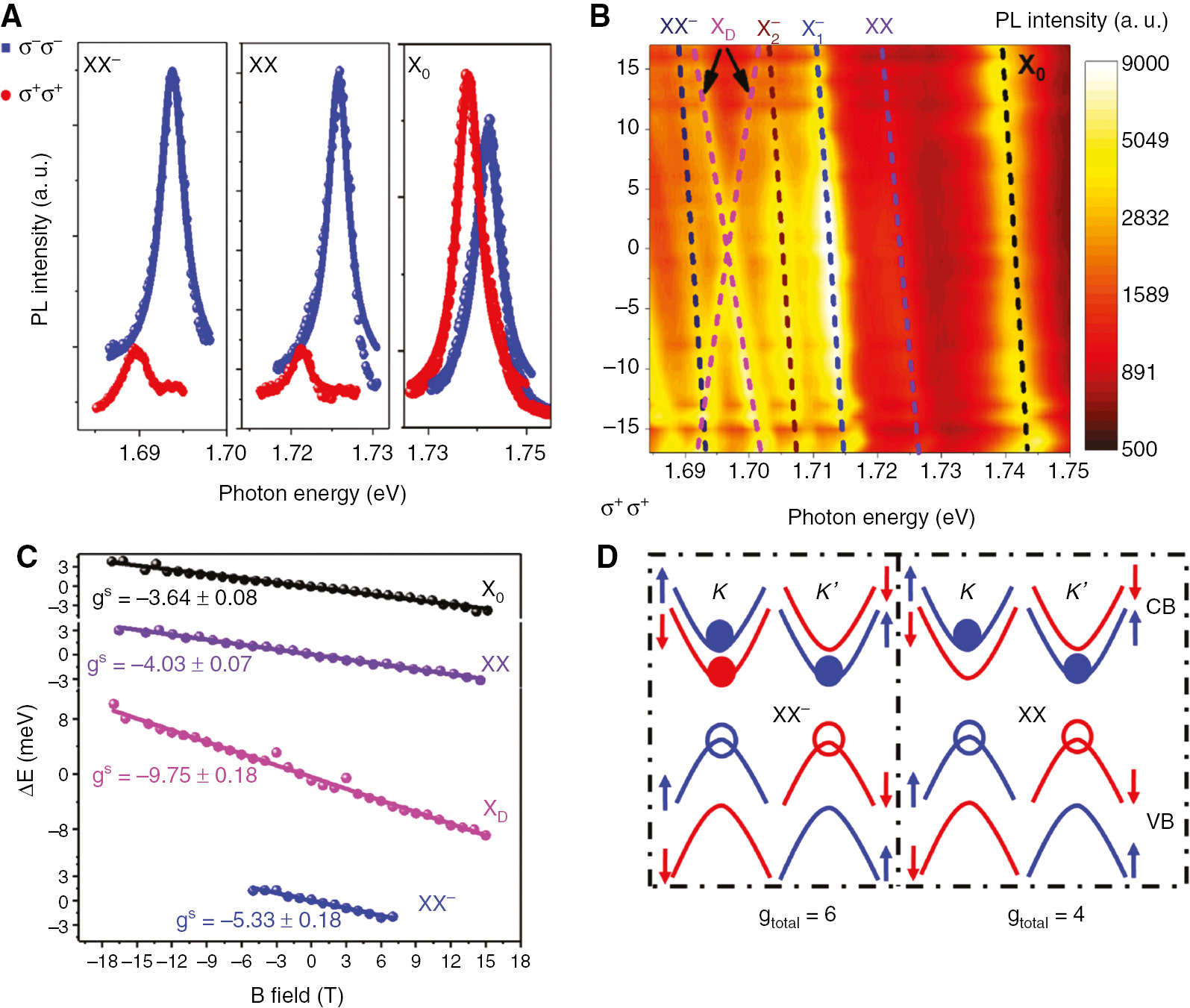 Figure 5: Biexciton and trion–exciton complexes in h-BN–encapsulated monolayer WSe2.(A) Polarization-resolved PL spectra of the X0, XX, and XX− states (B=17 T). The XX and XX− states show the inverse PL intensity of the σ−σ− and σ+σ+ configurations, compared to the distinctively different behavior of the X0. (B) Magneto-PL spectra as a function of the out-of-plane magnetic field. The Zeeman shift of the XX and XX− is similar to the X0 with the redshift from −17 to 17 T. It is worth noting that the XD presents a unique X-pattern, originating from the out-of-plane radiation dipole. (C) The calculated g factor of different excitonic states from the linear fitting of Zeeman splitting between σ−σ− and σ+σ+ configurations. The g factors of XX and XX− states are −3.64 and −5.33, respectively, while the XD exhibits significantly larger g factor with the value of −9.75. (D) Schematic configurations of the trion–exciton and biexciton with the calculated total g factor of 6 and 4, respectively, where the solid dots represent the electrons and the empty circles for the holes. Blue color stands for spin up, and red for spin down.