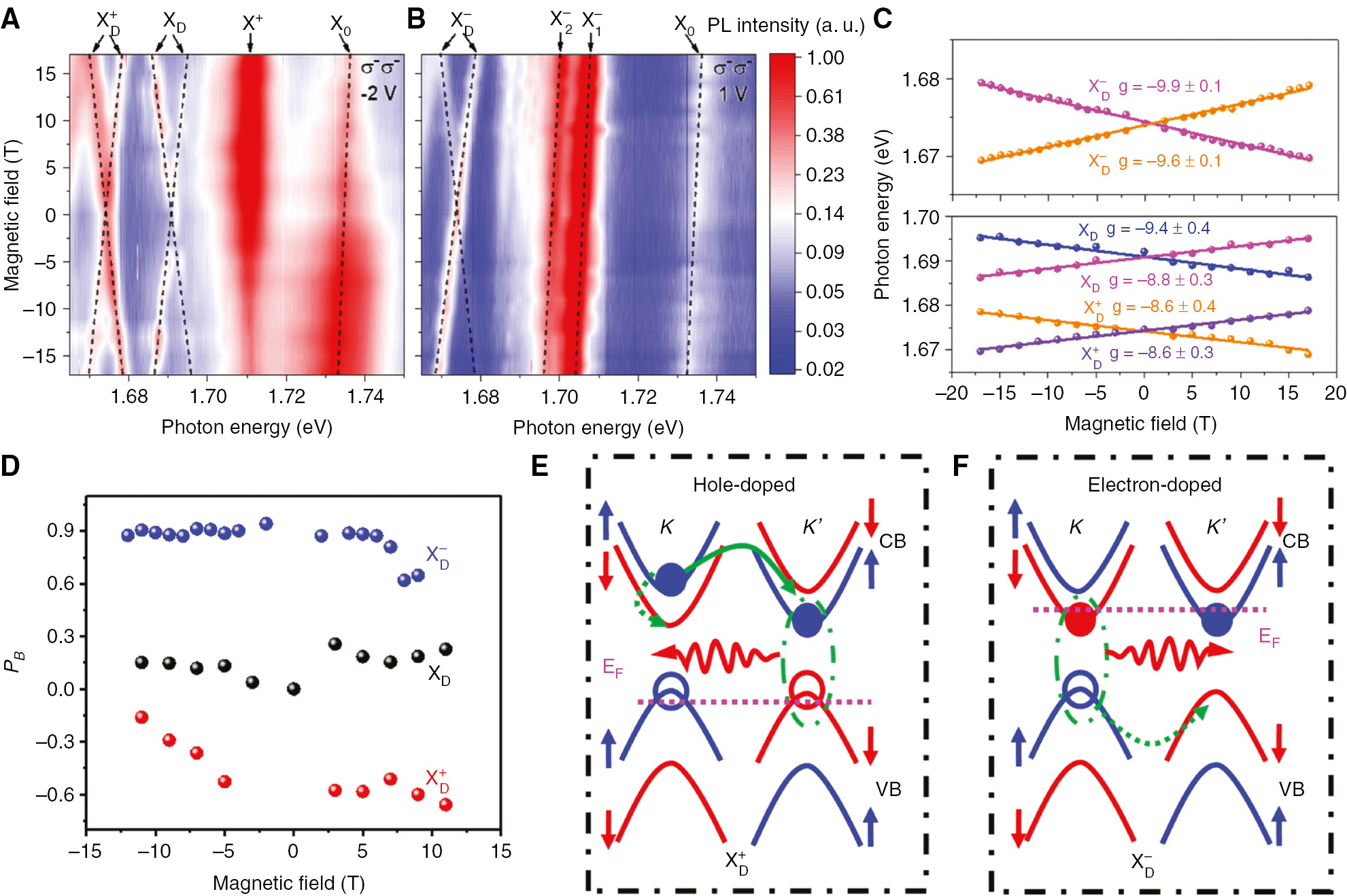 Figure 7: Positive and negative dark trions in h-BN–encapsulated monolayer WSe2.(A, B) Magnetic field dependent PL spectra at the gate voltages of −2 and 1 V, corresponding to the hole-doping and electron-doping, respectively. Both the XD+${\rm{X}}_{\rm{D}}^ + $ and XD−${\rm{X}}_{\rm{D}}^ - $ exhibit the same X-pattern as that of the dark exciton as a function of a magnetic field. (C) Extracted g factors of the XD+${\rm{X}}_{\rm{D}}^ + $ and XD−${\rm{X}}_{\rm{D}}^ - $ from the Zeeman shift. The top panel is for the XD−,${\rm{X}}_{\rm{D}}^ - ,$ while the bottom panel is for XD+.${\rm{X}}_{\rm{D}}^ + .$ The extracted values are approximately −9.8 and −8.6 for the XD+${\rm{X}}_{\rm{D}}^ + $ and XD−,${\rm{X}}_{\rm{D}}^ - ,$ respectively, which is similar to the XD. (D) The valley polarization PB of XD, XD+,${\rm{X}}_{\rm{D}}^ + ,$ and XD−${\rm{X}}_{\rm{D}}^ - $ under a magnetic field, PB=I(K′)−I(K)I(K′)+I(K)σ(B),${P_B} = {{I(K') - I(K)} \over {I(K') + I(K)}}\sigma (B),$ where I(K) and I(K′) are the PL intensities from K and K′ valleys, respectively. σ(B) is 1 or −1 for positive or negative B field, respectively. (E, F) The schematics of electron and hole recombination for positive dark trion and negative dark trion, respectively.