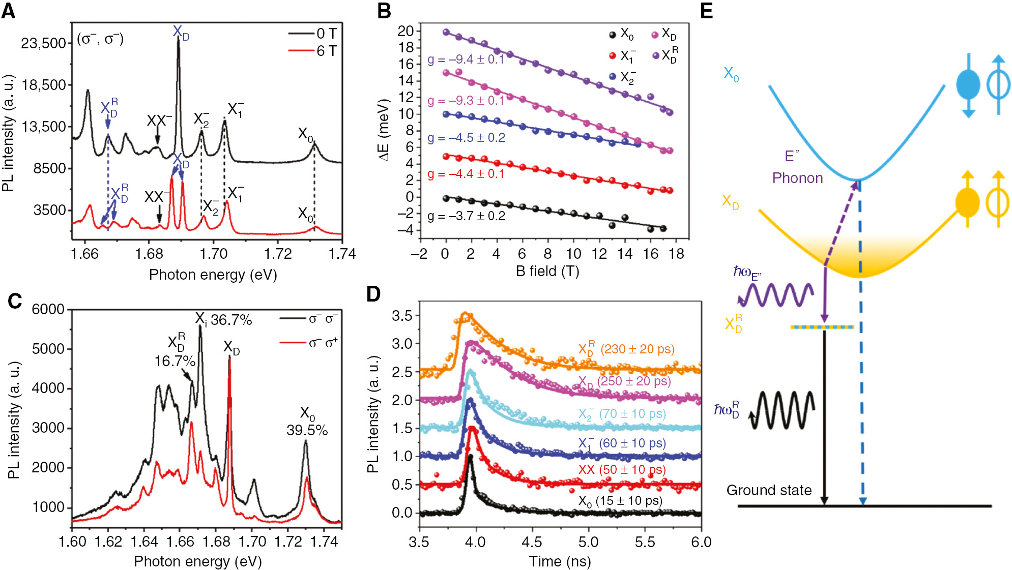 Figure 10: Phonon replica of dark exciton in h-BN–encapsulated monolayer WSe2.(A) Valley-resolved PL spectra without magnetic field and with 6-T out-of-plane magnetic field at 4.2 K, using an objective of large numerical aperture (N.A.: ~0.60). Both the XD and XDR${\rm{X}}_{\rm{D}}^{\rm{R}}$ exhibit a splitting into two peaks with the applied out-of-plane magnetic field. (B) Calculated g factors for different excitonic states from the Zeeman splitting between the two σ−σ− and σ+σ+ configurations. The extracted g factor values for XD and XDR${\rm{X}}_{\rm{D}}^{\rm{R}}$ are −9.3 and −9.4, respectively. (C) Circular polarized PL spectra of monolayer WSe2 at 42 K for the detections of σ− and σ+ under the σ− excitation. It clearly shows that the XDR${\rm{X}}_{\rm{D}}^{\rm{R}}$ is valley polarized with a valley polarization of ~16.7%, whereas the bright exciton possesses a valley polarization of ~39.5%. (D) Time-resolved PL spectra (dots) for X0, XX, X1−,${\rm{X}}_1^ - ,$X2−,${\rm{X}}_2^ - ,$ XD, and XDR.${\rm{X}}_{\rm{D}}^{\rm{R}}.$ The TRPL data for different excitonic complexes are fitted (solid line) by the single exponential function I=Ae−t/τ convolved with the response of the laser as a kernel. The lifetime of XD${{\rm{X}}_{\rm{D}}}$ and that of XDR${\rm{X}}_{\rm{D}}^{\rm{R}}$ are 250±20 ps and 230±20 ps, respectively, significantly longer than that of X0 (15 ps). (E) Phonon coupling and recombination pathway of the K-valley dark exciton. The yellow-shaded area above XD indicates a quasi-equilibrium population of dark excitons at 4.2 K. The dark exciton phonon replica (XDR)$({\rm{X}}_{\rm{D}}^{\rm{R}})$ state is labeled by a line with alternating blue and yellow color, indicating coupling between X0 and XD. The photon emission by XDR${\rm{X}}_{\rm{D}}^{\rm{R}}$ is labeled by the black arrow, having an energy ℏωDR.$\hbar \omega _{\rm{D}}^{\rm{R}}.$ The emission process from XD, in the second-order perturbation theory, is illustrated by the purple wavy and blue dashed lines, corresponding to the emission of a chiral E″ phonon (ℏωE″)$(\hbar {\omega _{{\rm{E}}}})$ and a circularly polarized photon, respectively. The intermediate state is the bright exciton X0.