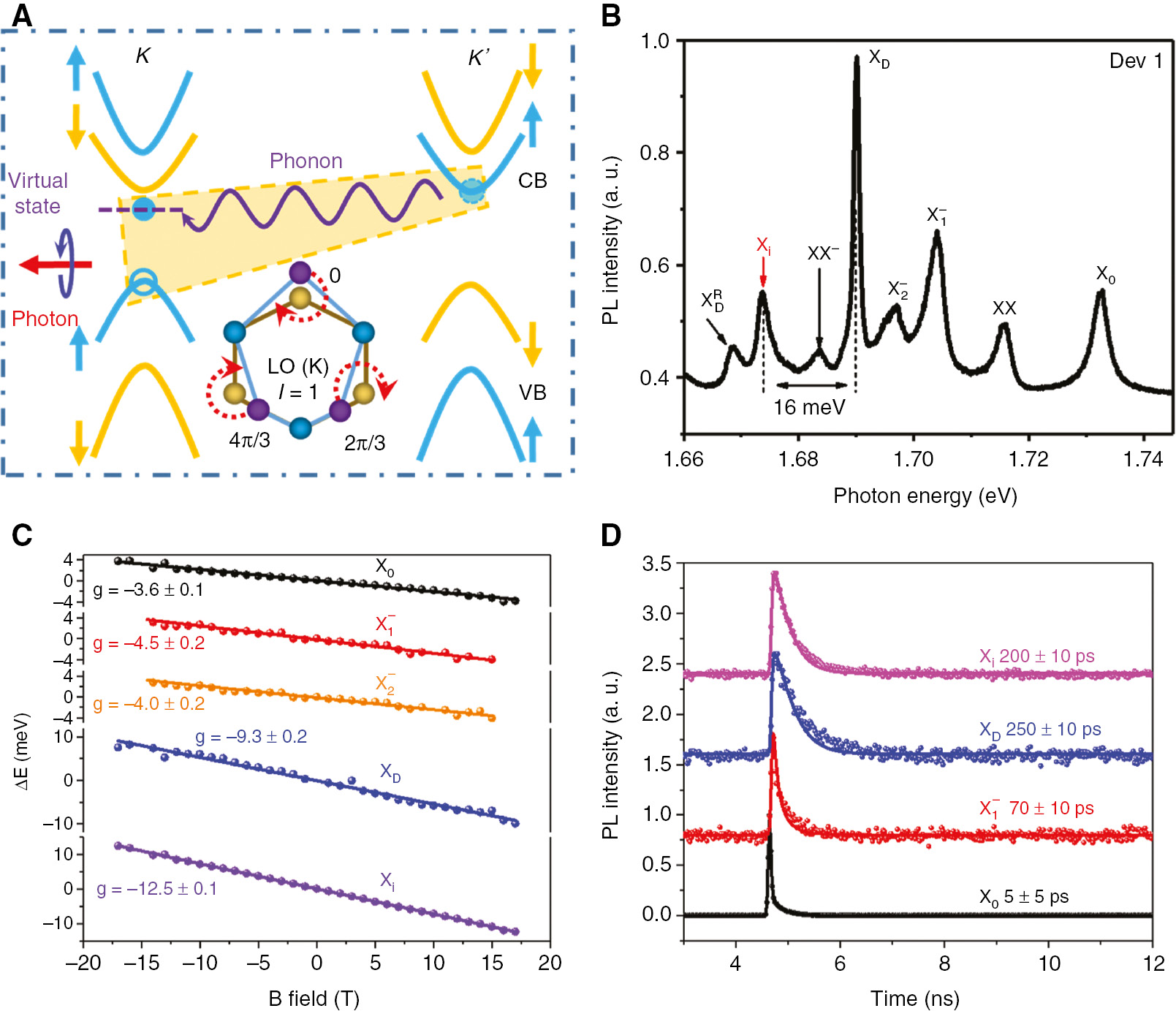 Figure 11: Intervalley exciton in h-BN–encapsulated monolayer WSe2.(A) Schematic of the intervalley exciton and chiral phonon coupling. The intervalley exciton consists of one electron and one hole in the different valleys. The electron can transit to a virtual state locating at the hole-sitting valley by emitting a chiral phonon and then recombining with the hole, emitting a circular photon. Inset: schematic representation of the E′ chiral phonon mode at the K point. Blue sphere: W atom. Yellow and purple spheres are Se atoms in the equilibrium state and the vibration state, respectively. (B) Photoluminescence spectrum of monolayer WSe2. Besides the established excitonic states, a novel peak Xi locates between the phonon replica of the dark exciton (XDR)$({\rm{X}}_{\rm{D}}^{\rm{R}})$ and charged biexciton XX−, with the ~16 meV lower than XD. (C) Extracted g factor for different excitonic states. The g factor of Xi is ~−12.5, which is larger than other excitonic states. (D) Time-resolved PL spectra of different excitonic states. The lifetime of Xi is ~200 ps, which is comparable to the dark exciton, but a magnitude order larger than the bright exciton and intervalley trion.