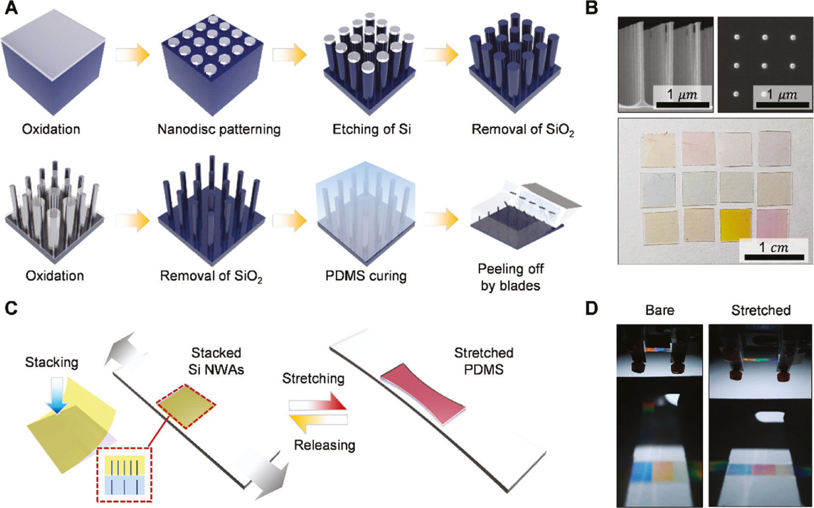 Figure 2: The fabrication method for the mechanically tunable Si-NWA optical filter.(A) Schematic illustration of the fabrication process for Si-NWAs. (B) SEM images of Si-NWAs (top) and photographs of Si-NWAs with different periods and diameters (bottom). (C) Stacking two different Si-NWAs filters. (D) Photographs of Si-NWAs filters with applying strain.