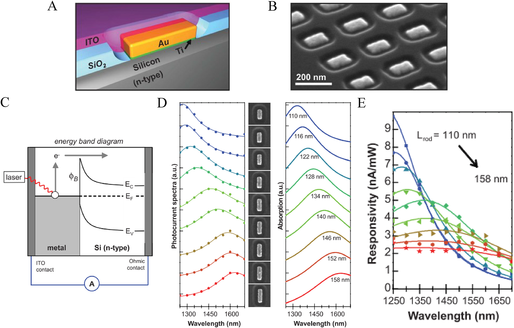 Figure 6: (A) Schematic representation of Au nanoantenna on an n-type Si substrate. (B) SEM image of an active optical antenna-based device (imaged at a 65o tilt angle). (C) Energy band diagram of the active optical antenna Schottky-based devices. (D) The measured photocurrent spectra and simulated absorption spectra of the nanoantennas featuring distinct sizes. (E) The measured spectral photoresponsivity of active optical antenna-based devices featuring different dimensions of Au nanoantennas (length: 110, 116, 122, 128, 134, 140, 146, 152, and 158 nm) [41]. Copyright 2011, American Association for the Advancement of Science.