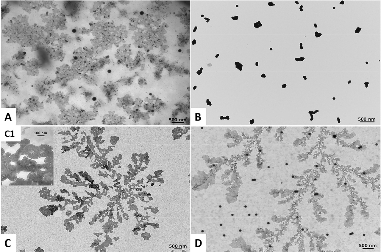 Figure 1: Transmission Electron Microscopy images of (A) Bio SeNP extract_LB, (B) l-cys SeNPs_1:3 (C) OM_LB, and (D) l-cys SeNPs_1:3 + OM_LB. The inlet (C1) shows a high magnification image of the OM_LB highlighting the presence of lipid-like vesicles.