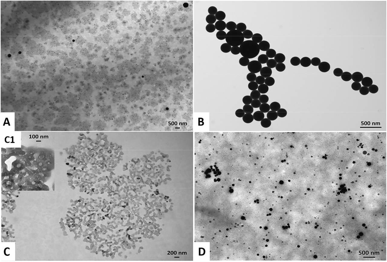 Figure 2: Transmission Electron Microscopy images of (A) Bio SeNP extract_NB, (B) l-cys SeNPs_1:4 (C) OM_NB, and (D) l-cys SeNPs_1:4 + OM_NB. The inlet (C1) shows a high magnification image of the OM_NB highlighting the presence of lipid-like vesicles.