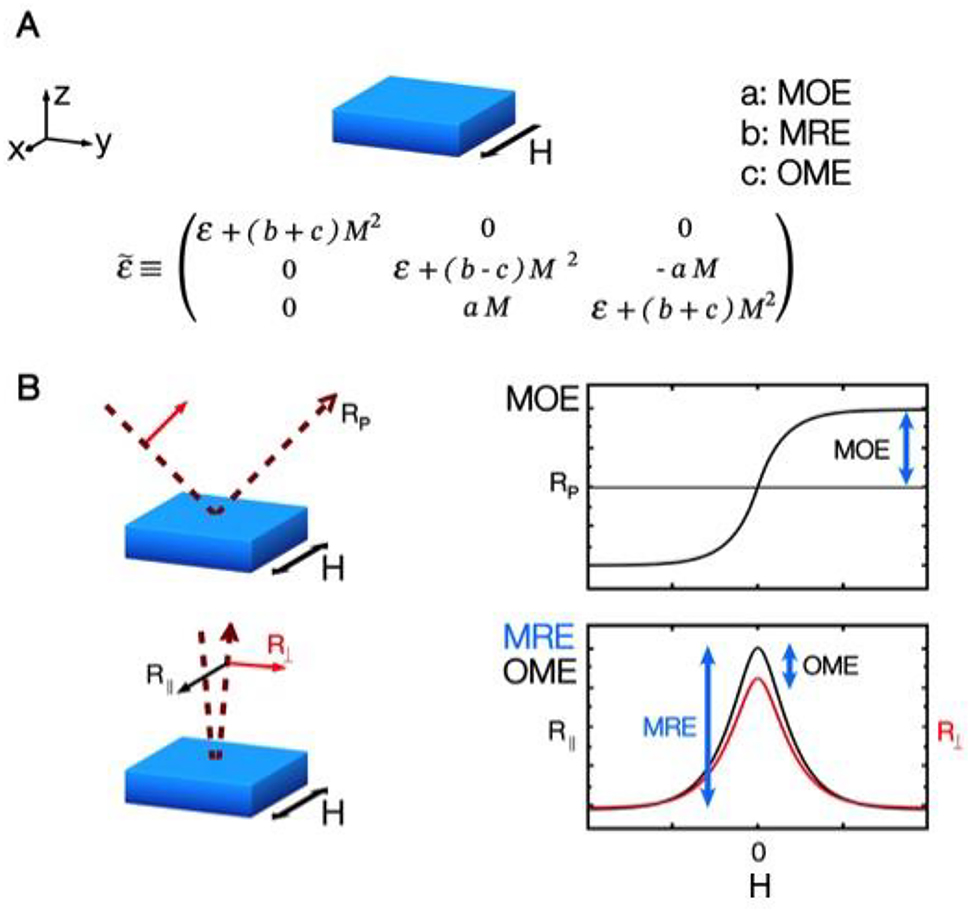 Figure 3: Linear and quadratic dependence of magnetization related optical effects. (A) Dielectric tensor of an isotropic ferromagnet fully magnetized along the x direction. M represents the magnetization, and a, b and c are coefficients related to the Magneto Optical (MOE), Magneto Refractive (MRE) and Orientational Magneto Optical (OME) effects, respectively. (B) Reflectivity vs magnetic field curves showing the different magnetic field dependence of the linear (OME) and quadratic (MRE, OME) effects, respectively.
