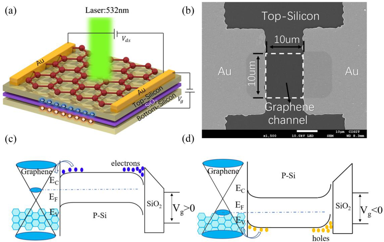 Figure 1: (a) Schematic view of the graphene/silicon-on-insulator (GSOI) heterojunction device in photoconductive mode. (b) SEM image of the GSOI device. The monolayer graphene strip (10 × 10 µm) directly attaches to the top-silicon, as shown in the dotted wireframe. (c) Energy band diagrams of the photodetector under positive vertical voltage. (d) Energy band diagrams of the photodetector under negative vertical voltage. Electrons and holes are denoted by blue and yellow circles, respectively.