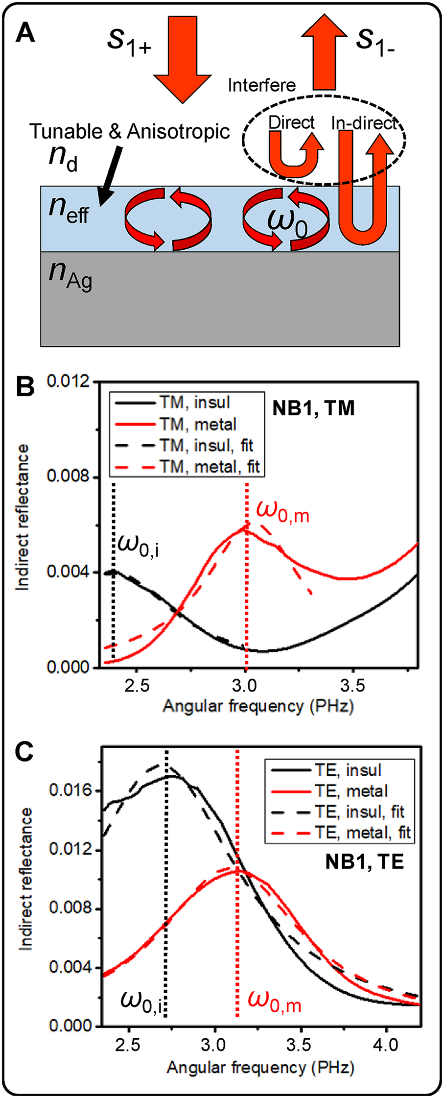 Figure 5: Fano-like resonance modeling.(A) Schematic illustration of the modeling of the dynamic dual resonances as Fano-like interferences between direct and in-direct reflection waves. (B, C) Indirect reflectance spectra of the NB1 metafilm when fAg is 0.17 neglecting tapering walls and their Lorentzian fitting results. The Indirect reflectance spectra and their fitting results for (B) TM and (C) TE polarizations, respectively. The legends account for polarization direction and phase of VO2. The dashed lines in (B) and (C) are the results of Lorentzian fitting near resonances.
