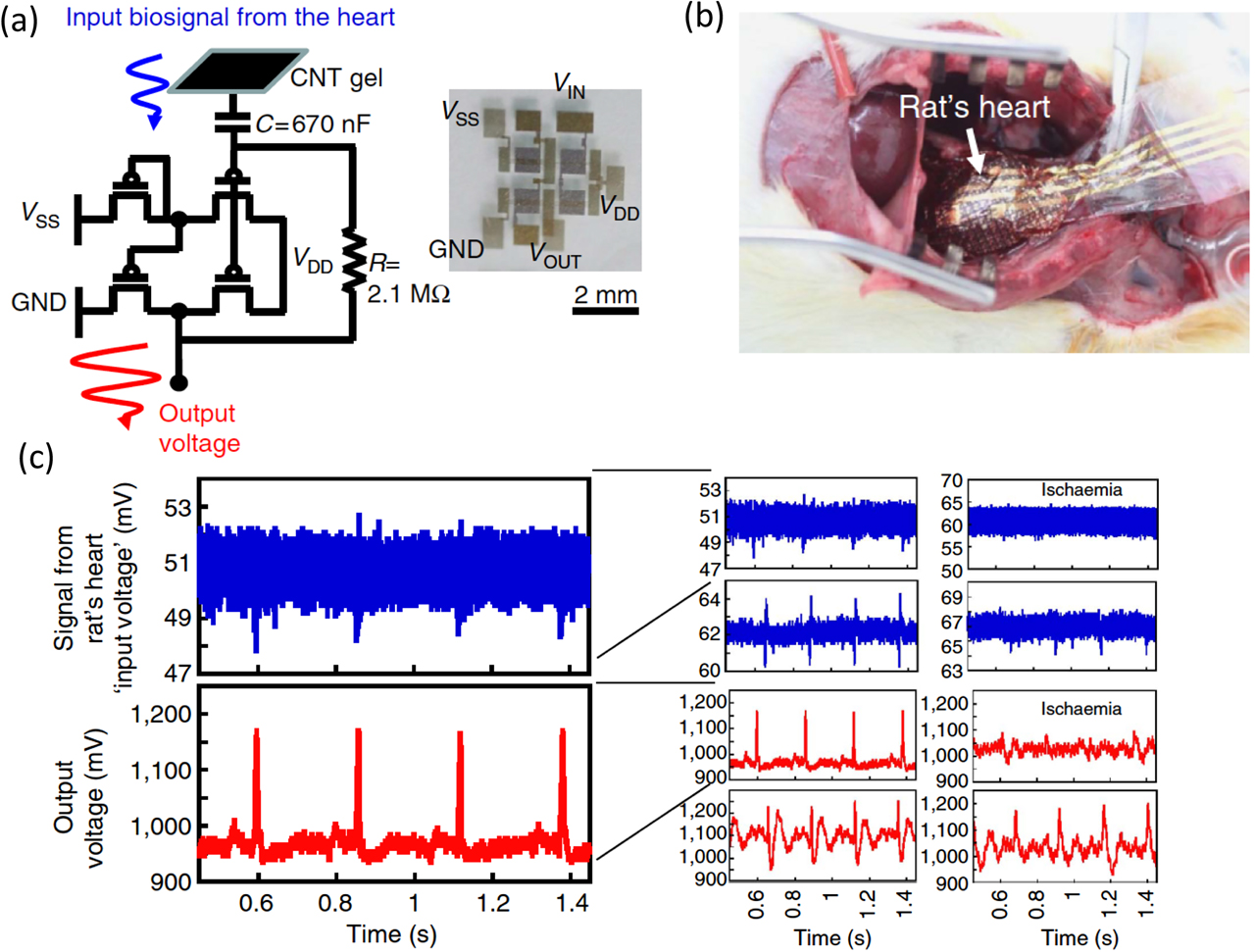 Figure 6: An example of imperceptible organic electronics used to monitor heart function in a rat.(a) Amplifier circuit used in a biosensing array. Each pixel comprises a carbon nanotube (CNT) gel contact, input capacitor and amplifier circuit. A microscope image of the pixel is shown at right. (b) Photograph of the electrocaridio transducer attached to a rat’s heart. (c) Electrocardiograms of the unamplified (blue) and amplified (red) heart impulses for several input conditions, including the ischemic state under myocardial infarction [23].