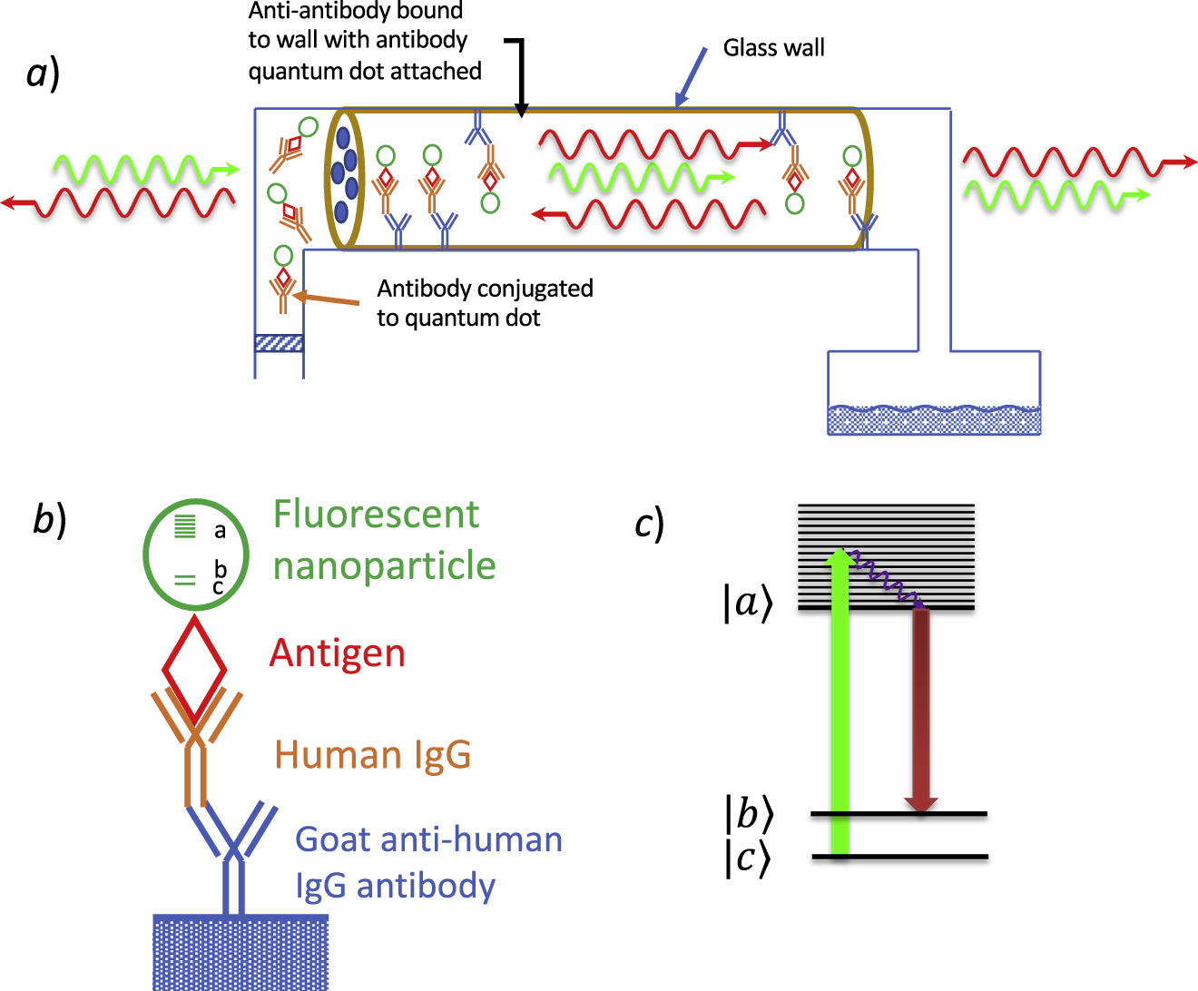Figure 3: (a) Depicts anti-antibody + antibody-quantum pairs stuck to wall, with the bound pair configuration shown in (b) and the Raman level structure shown in (c).