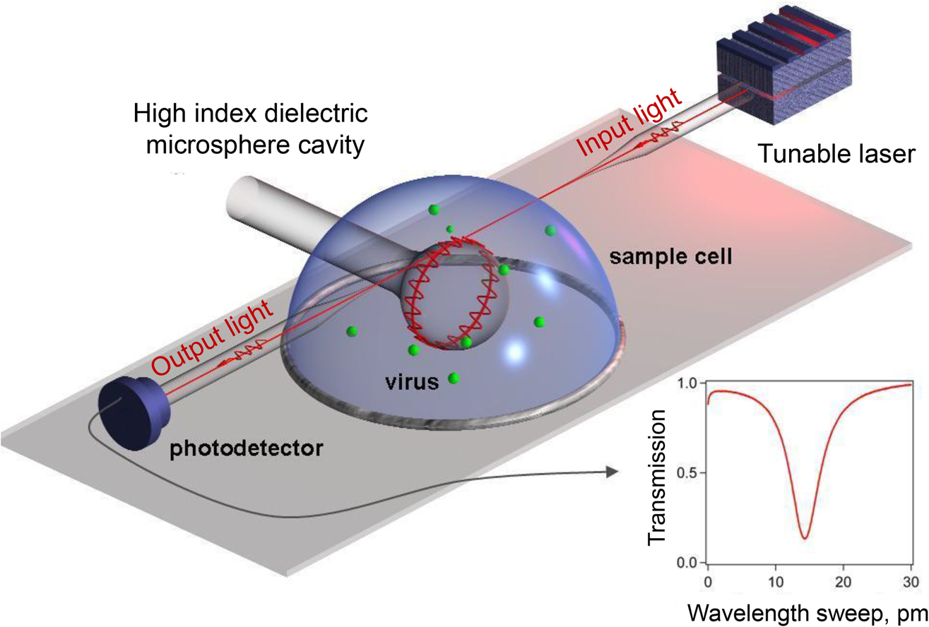 Figure 5: Measuring the presence of a virus using a whispering gallery resonator. As virus molecules bind to the surface, the resonant wavelength position shifts, which is measured by the photodetector.