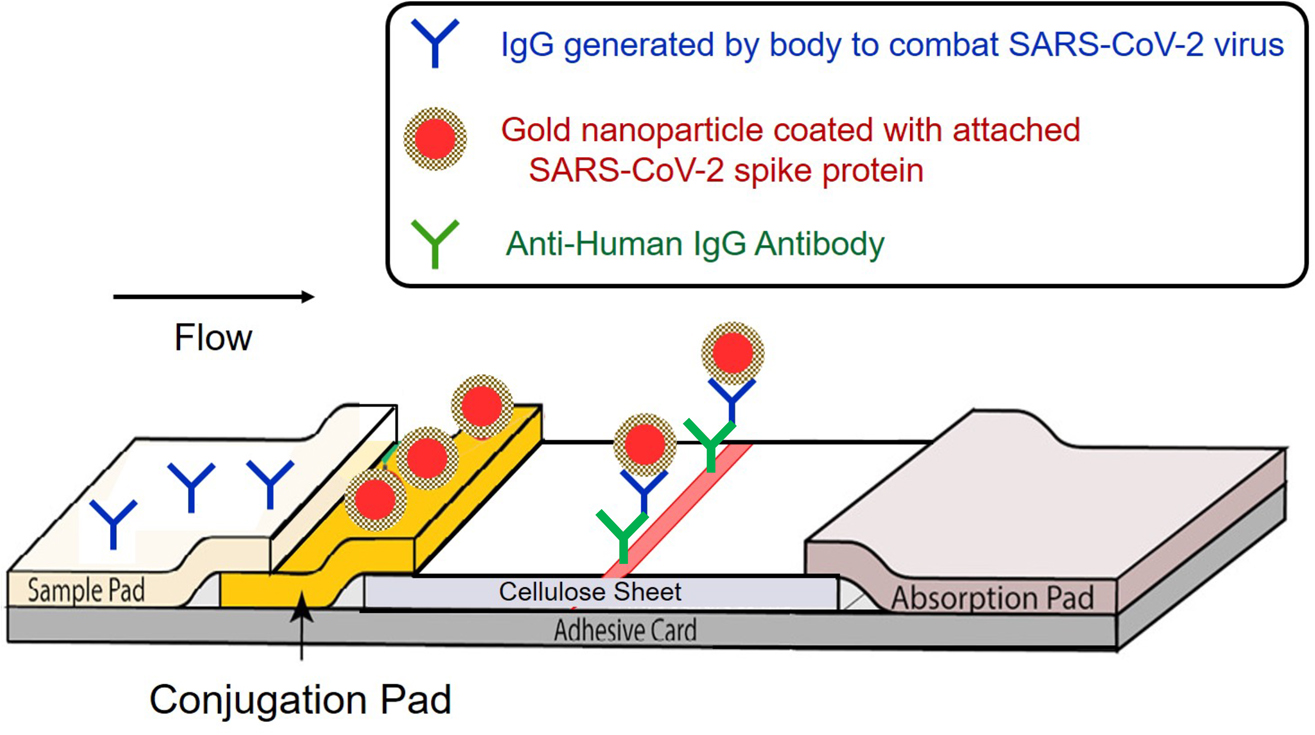 Figure 8: Schematic illustration for the wicking membrane with gold nanoparticle (NP) coated with Severe Acute Respiratory Syndrome-Corona Virus-2 (SARS-CoV-2) (see Table A1) spike protein. When the patient’s blood with Corona Virus Disease-2019 (COVID-19) IgG (see Table A1) is flowed, assemblages of IgG and gold NP will be attached to the anti-antibody, and it can produce fluorescent light.