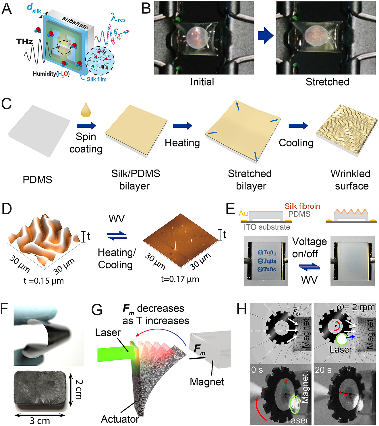 Figure 3: (A) Schematic of humidity sensors based on silk-coated terahertz metamaterials. Reproduced from Ref. [45]. Copyright 2018, OSA publishing, CC BY. (B) Photographs of silk hydrogel inverse opal before (left) and after (right) stretching. Reproduced from Ref. [49]. Copyright 2017, National Academy of Sciences. (C) Fabrication schematic of a silk-based dynamic wrinkle pattern. (D) AFM images showing the reversible transition between wrinkled and wrinkle-free state of the silk-PDMS bilayer film. (E) Schematics (top) and corresponding photographs (bottom) of wrinkle patterns showing the switching between transparent and opaque by respectively exposure to WV and voltage application. (C, D, E) Reproduced from Ref. [51]. Copyright 2019, National Academy of Sciences. (F) Photographs of a magnetic silk film (top) and a silk sponge (bottom) with 50 wt% CrO2 relative to silk fibroin. (G) Schematic of the actuation mechanism of a cantilever actuator based on heat-induced demagnetization and photothermal effect. (H) Schematics (top) and photographs (bottom) of a Curie engine rotating at 2 rpm under fixed local light illumination and immobile magnet. (F, G, H) Reproduced from Ref. [52]. Copyright 2018, National Academy of Sciences.
