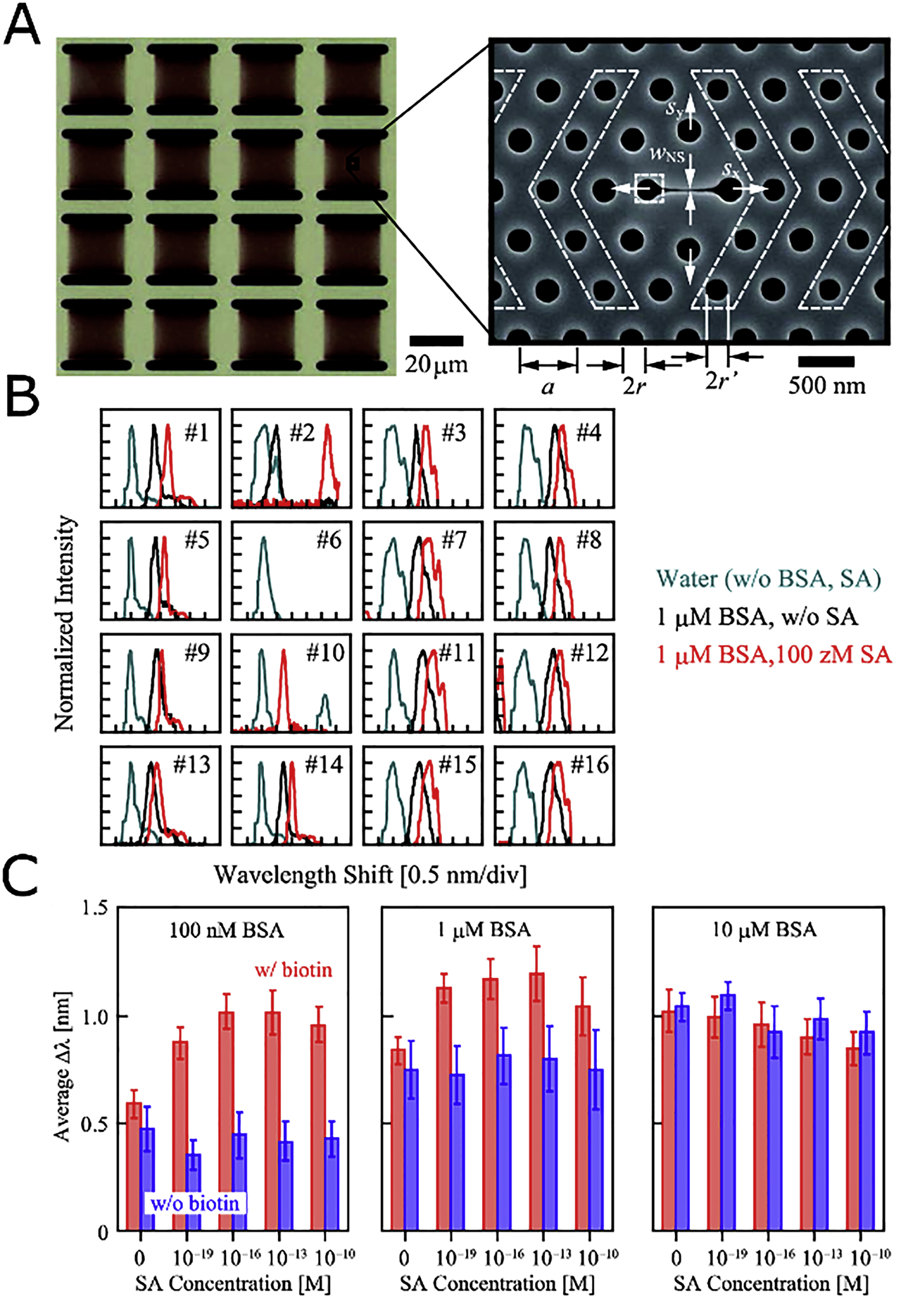 Figure 5: Biological sensing of proteins.(A) Schematic of 16-element photonic crystal uncoupled array (left) and Scanning Electron Microscope (SEM) image of nanoslot-incorporated single laser (right). (B) Normalized intensity showing wavelength shift for all 16 elements under varying solutions. Water serves as the control. (C) Average wavelength shift calculated from all lasers – Δλ – plotted for increasing amount of contaminant bovine serum albumin (BSA). Adapted and reprinted from a study by Hachuda et al. [57] with permission.