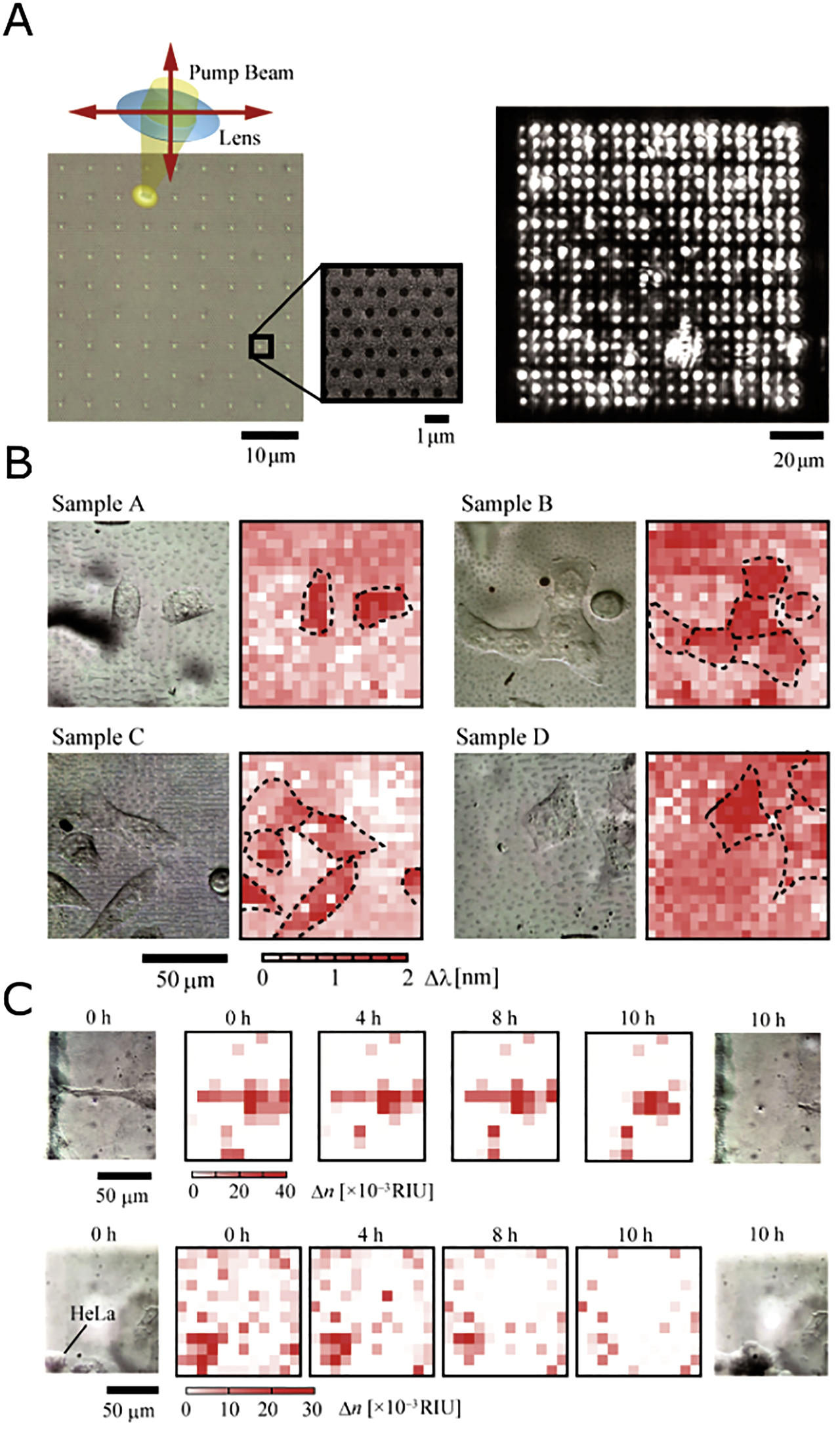 Figure 6: Imaging living cells.(A) SEM image of uncoupled nanolaser array (left) and near-field emission of the array (right). (B) Δλ image (right panels) of different samples of cells (optical micrographs; left panels) and (C) Δn image (center panels) tracking movement of a single cell (optical micrographs; left and right panels). Reprinted from a study by Abe et al. [59] with permission.