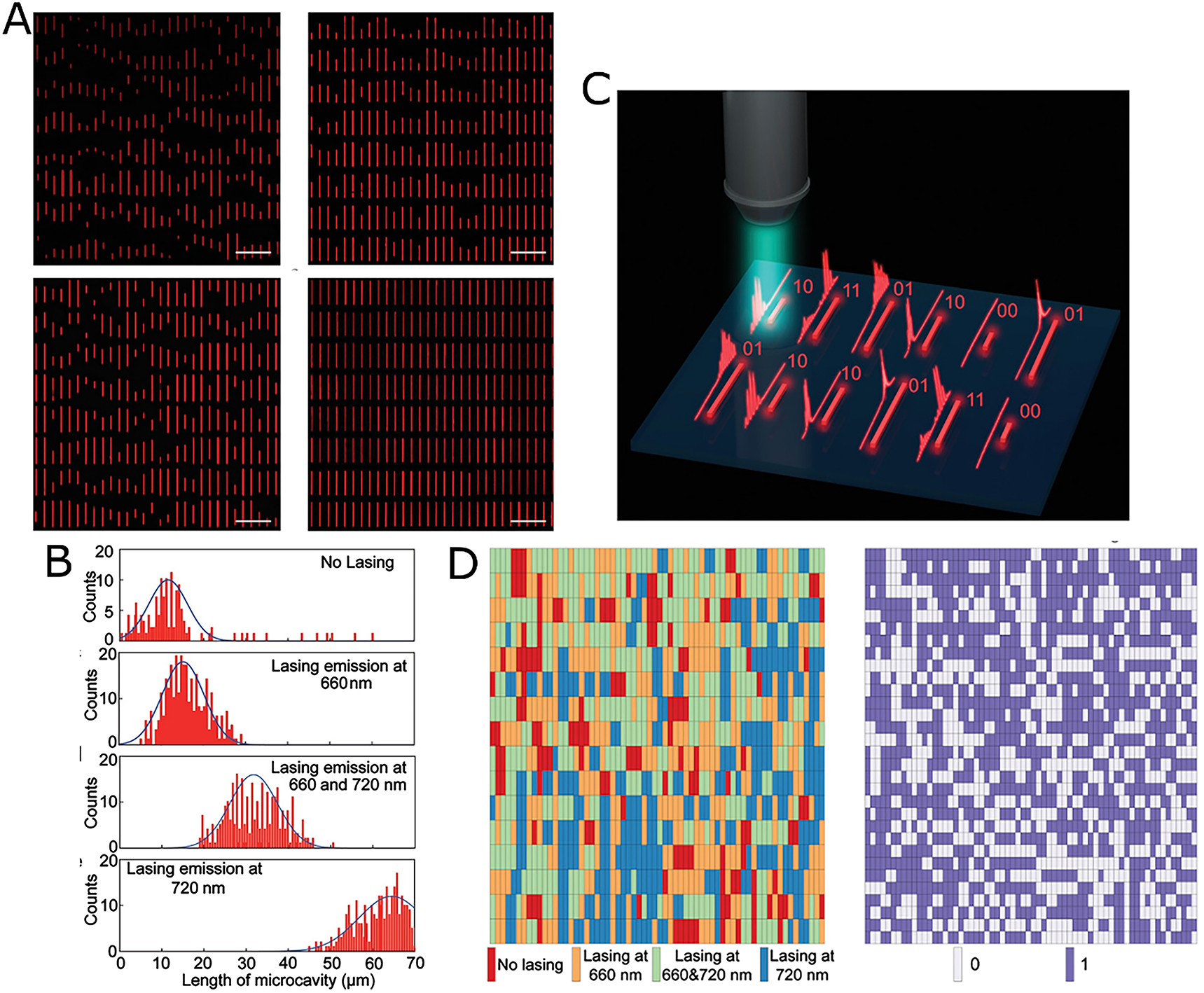 Figure 7: Optical cryptography.(A) Organic nanolaser arrays with stochastic size distribution dependent on the organic solution used during fabrication. Scale bar: 100 µm. (B) Distribution of cavity lengths for four distinct emission states. The distribution illustrates how the length of the nanolaser determines the emission state. (C) Scanning of each individual nanolaser with a pump pulse. Depending on the emission state, the spectral information can be encoded as a bit. (D) Cryptographic sequence generated by treating emission states as quaternary bits (left) and double binary bits (right). Adapted and reprinted from a study by Feng et al. [60] with permission.