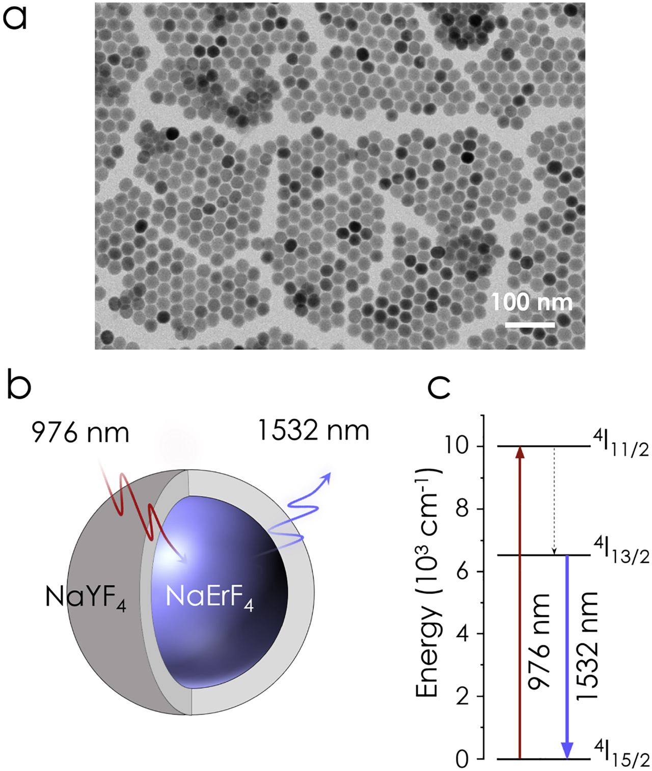 Figure 1: Structure and properties of Er3+-doped core-shell nanoparticles. (a) Transmission electron microscope image of nanoparticles. (b) Schematic of the core-shell structure of the nanoparticle. (c) Relevant energy levels of Er3+.